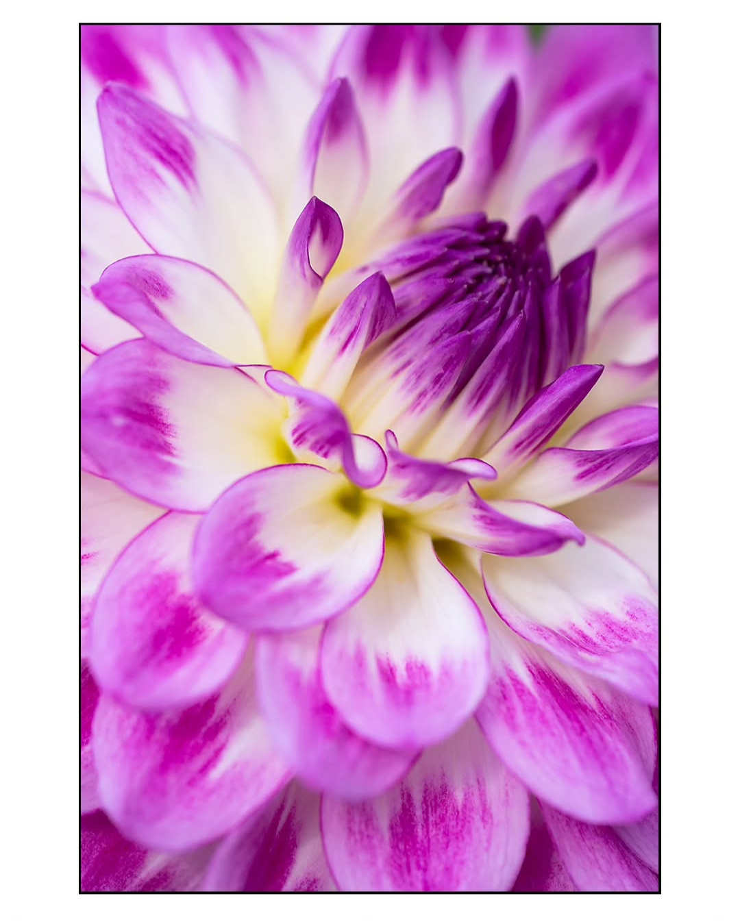 April Dawn (Pot Tubers-small)