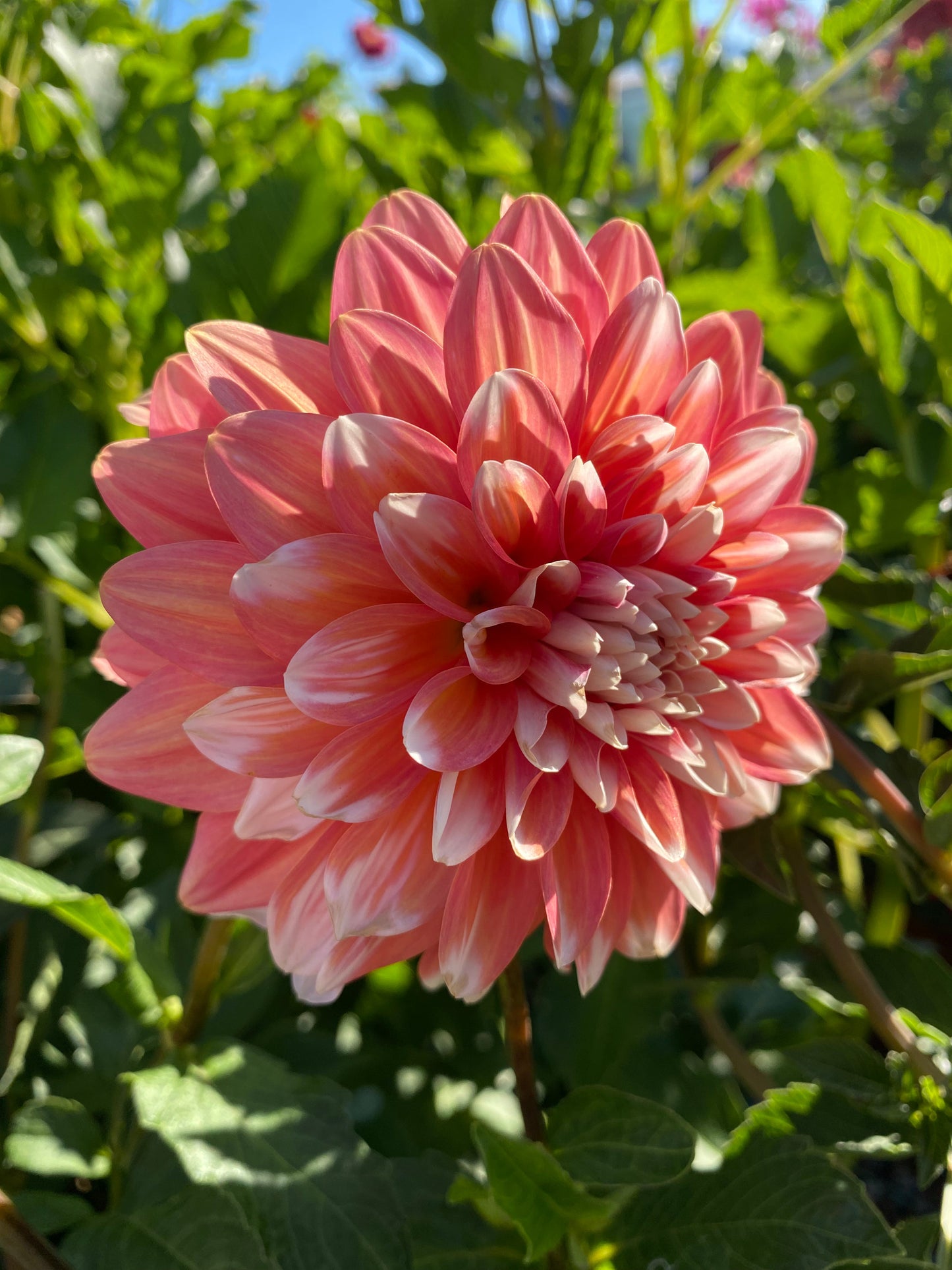 Ala Mode (Pot Tubers)