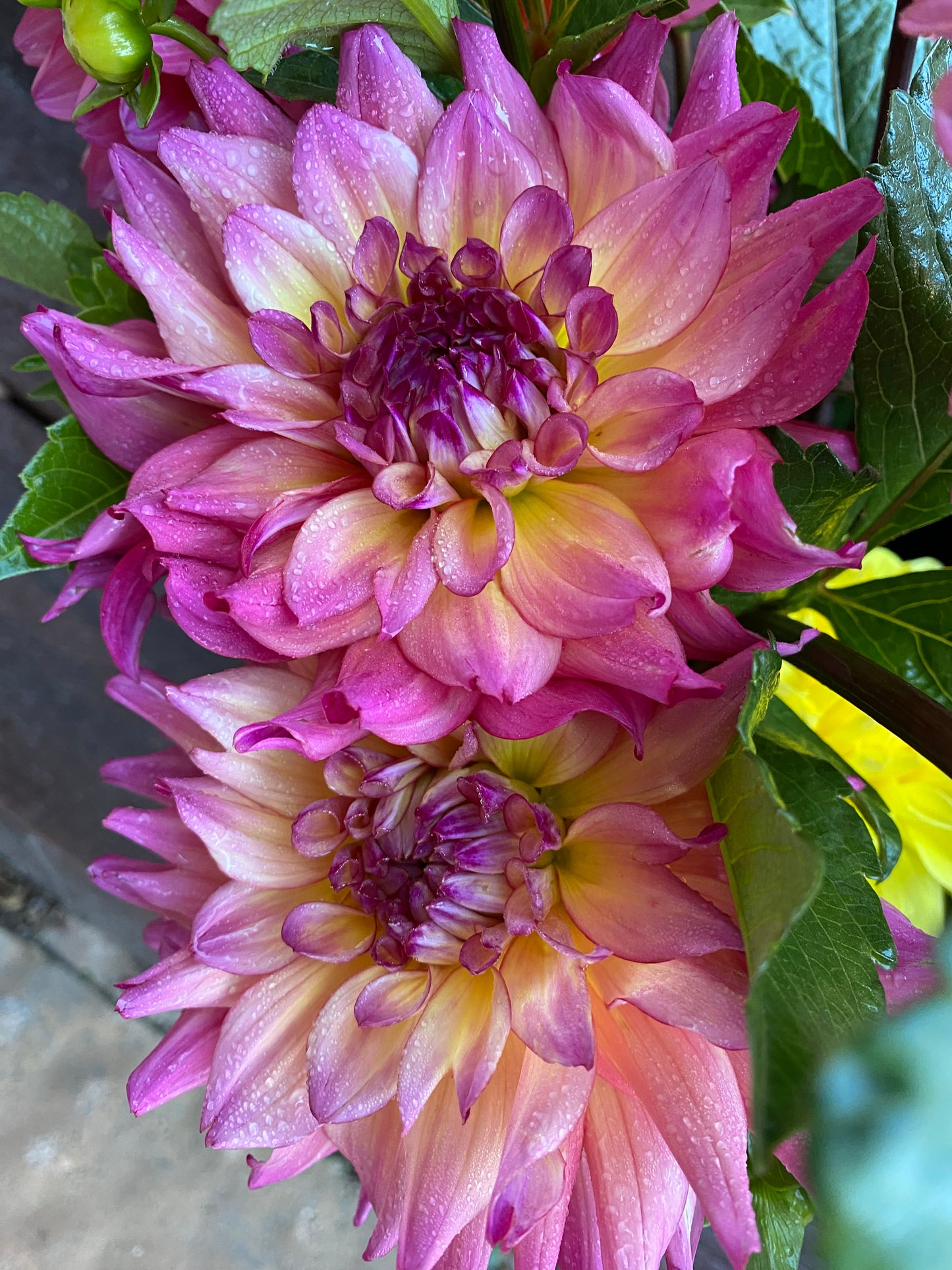 Bahama Mama (Pot Tubers)