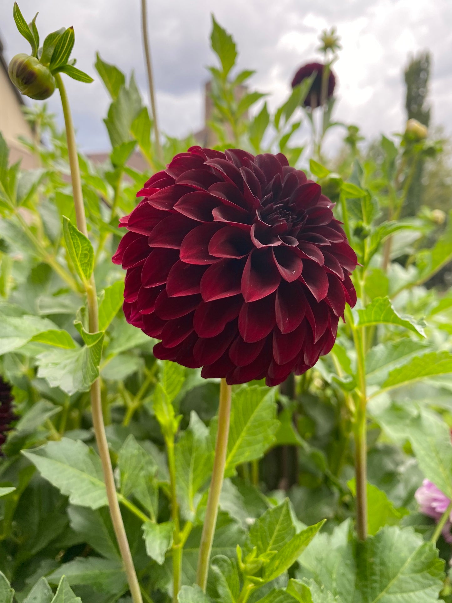 Black Satin (Pot Tubers)