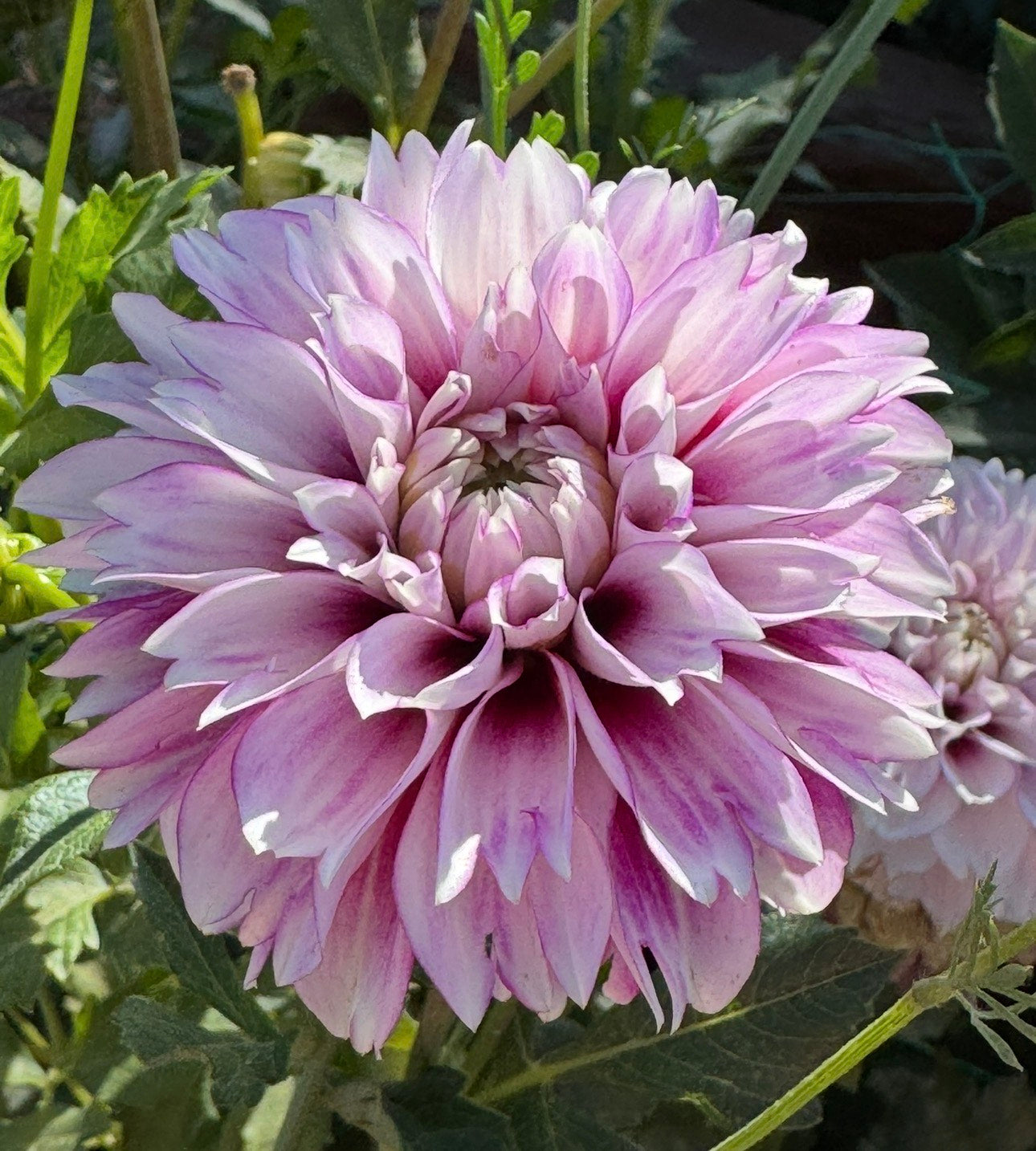 Blackberry Ice (Pot Tuber Clump)