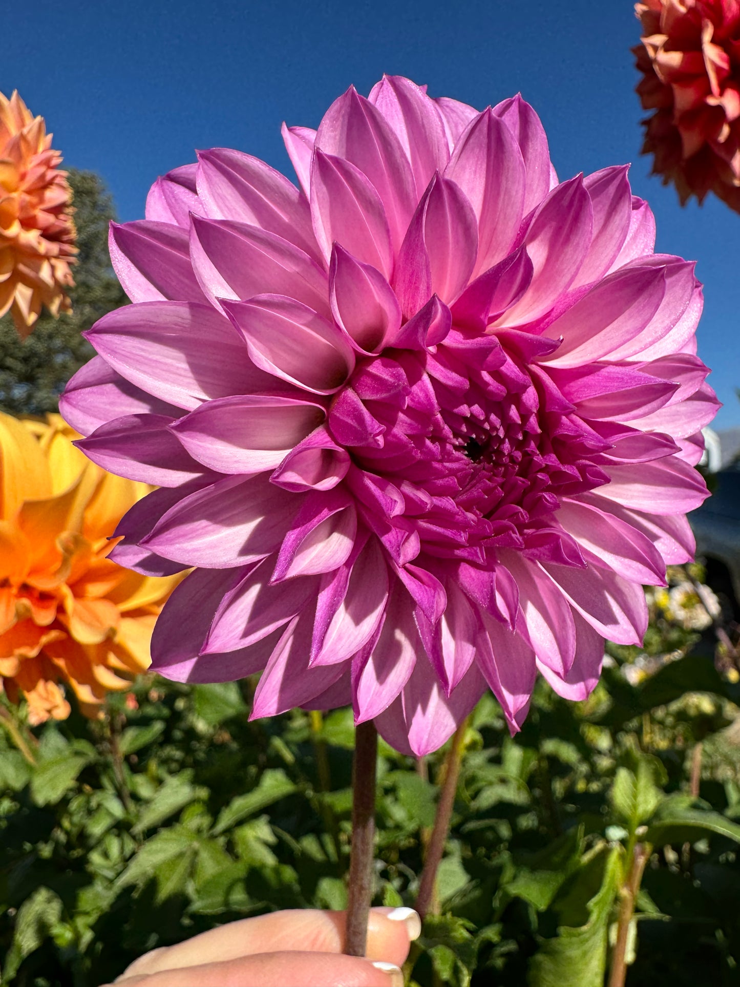 Bloomquist Bring Forth (Pot Tubers)