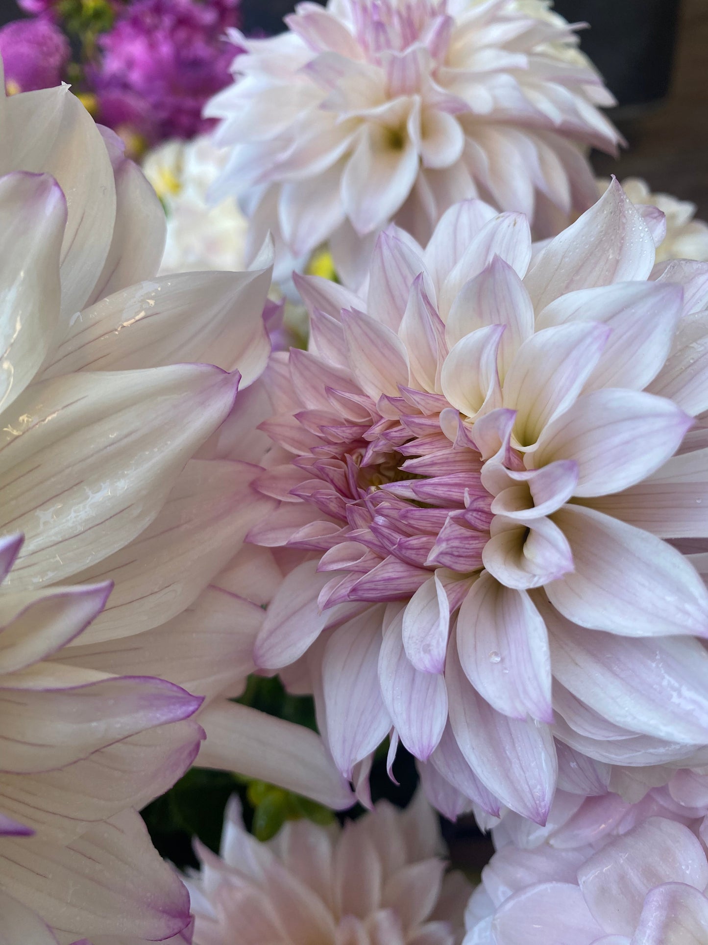 Bloomquist Compare (Pot Tubers)