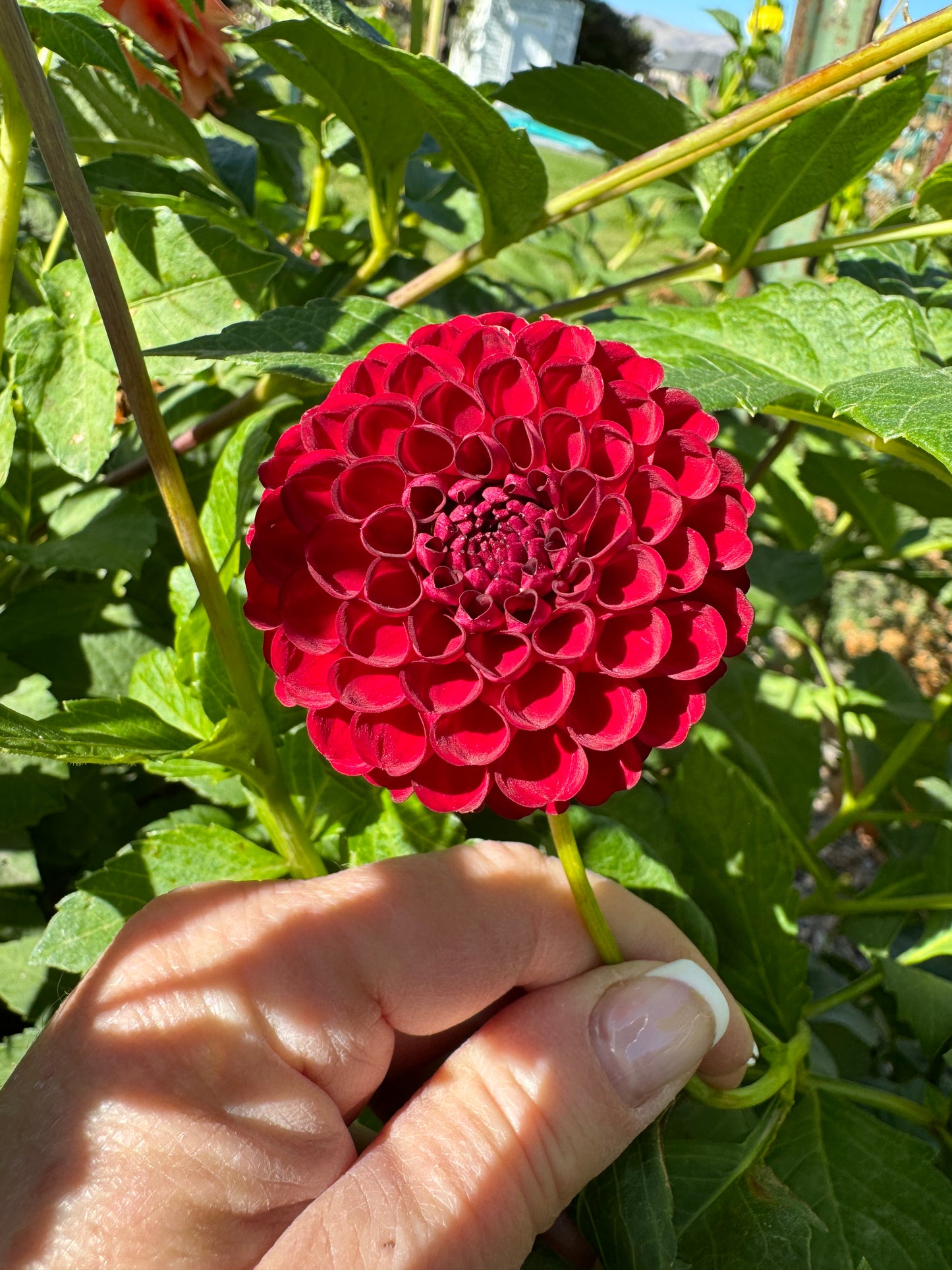 Bloomquist Crave (Pot Tubers)