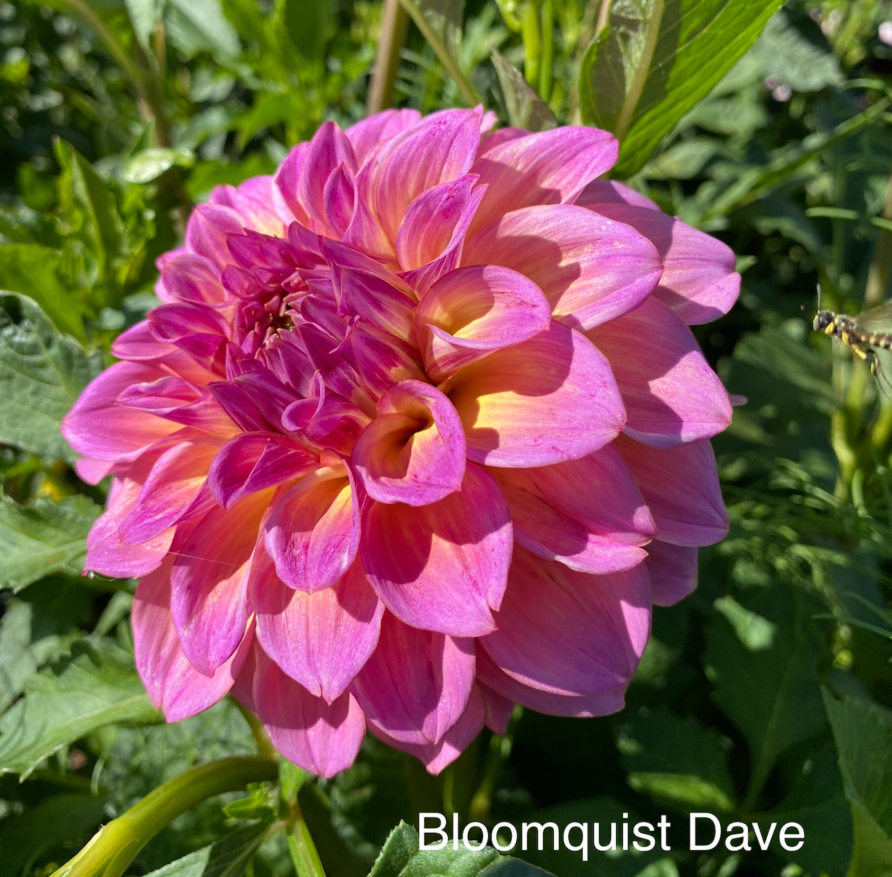 Bloomquist Dave- Pot Tubers)