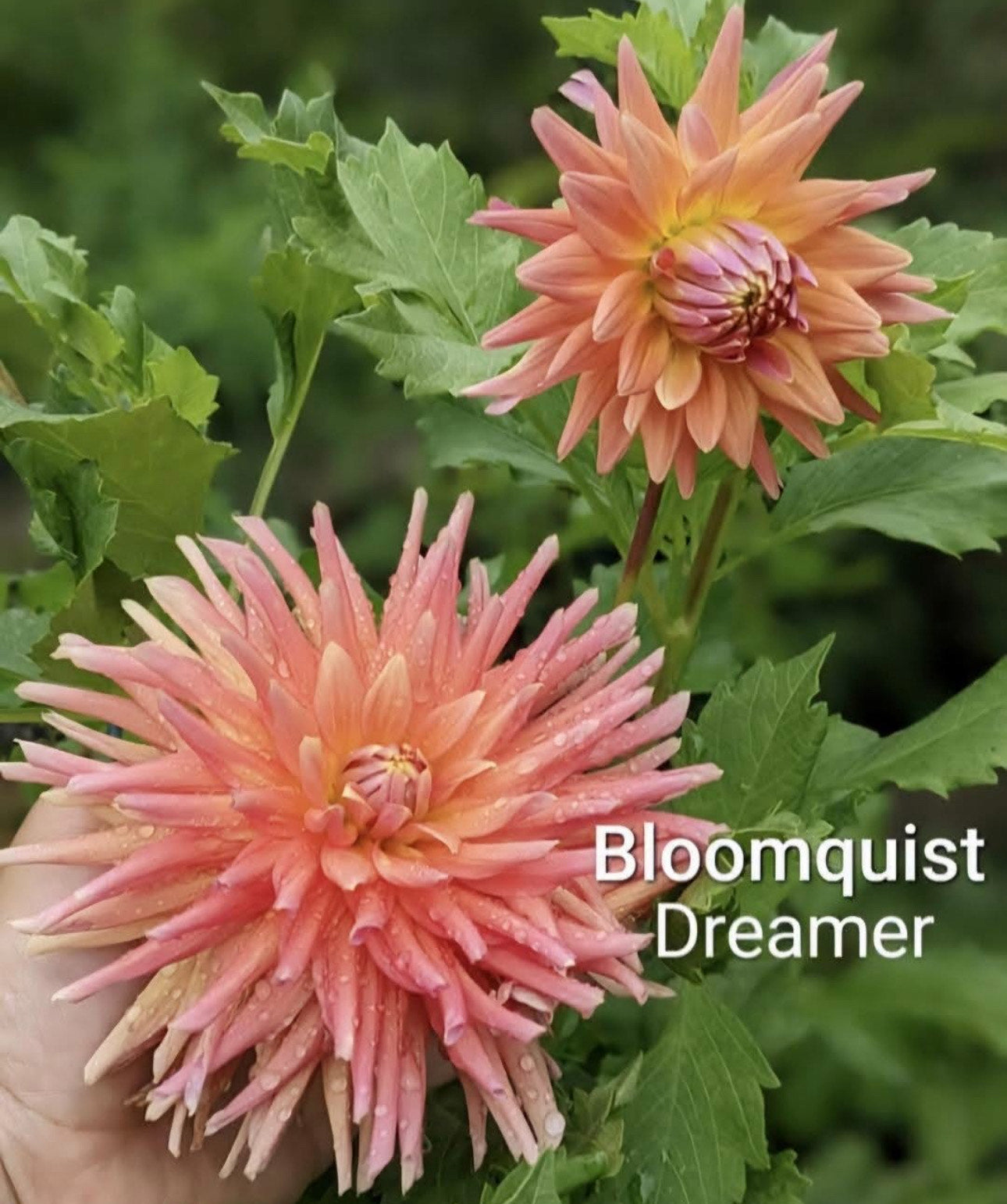 Bloomquist Dreamer (Pot Tubers)- Photo Credit: Michelle Marcho