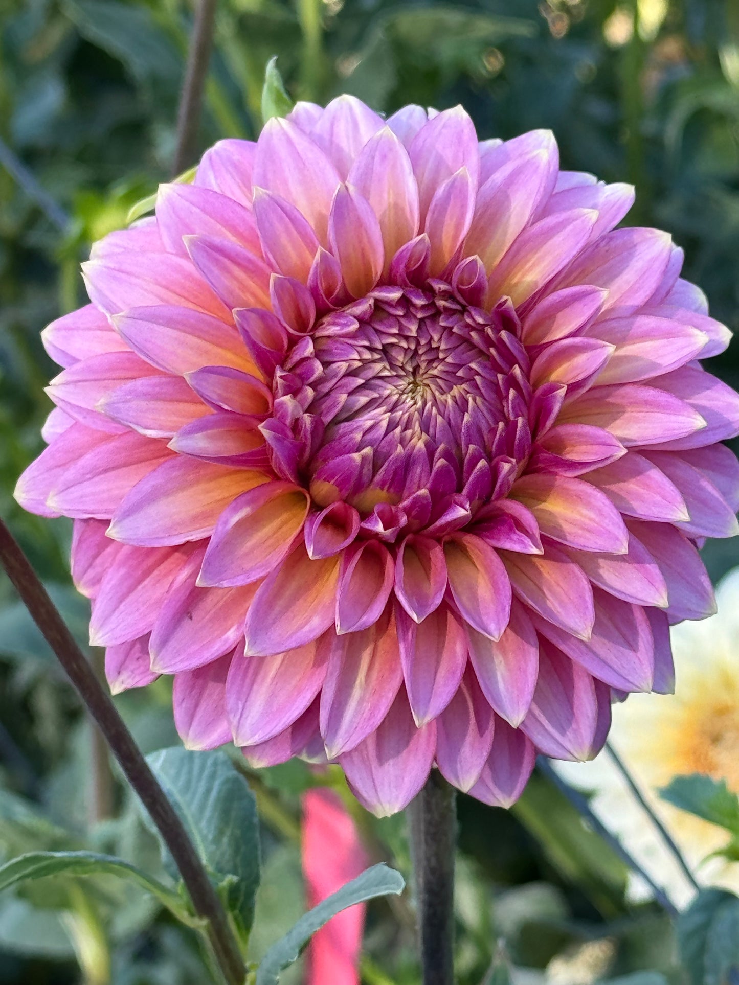 Bloomquist Mojo (Pot Tubers)