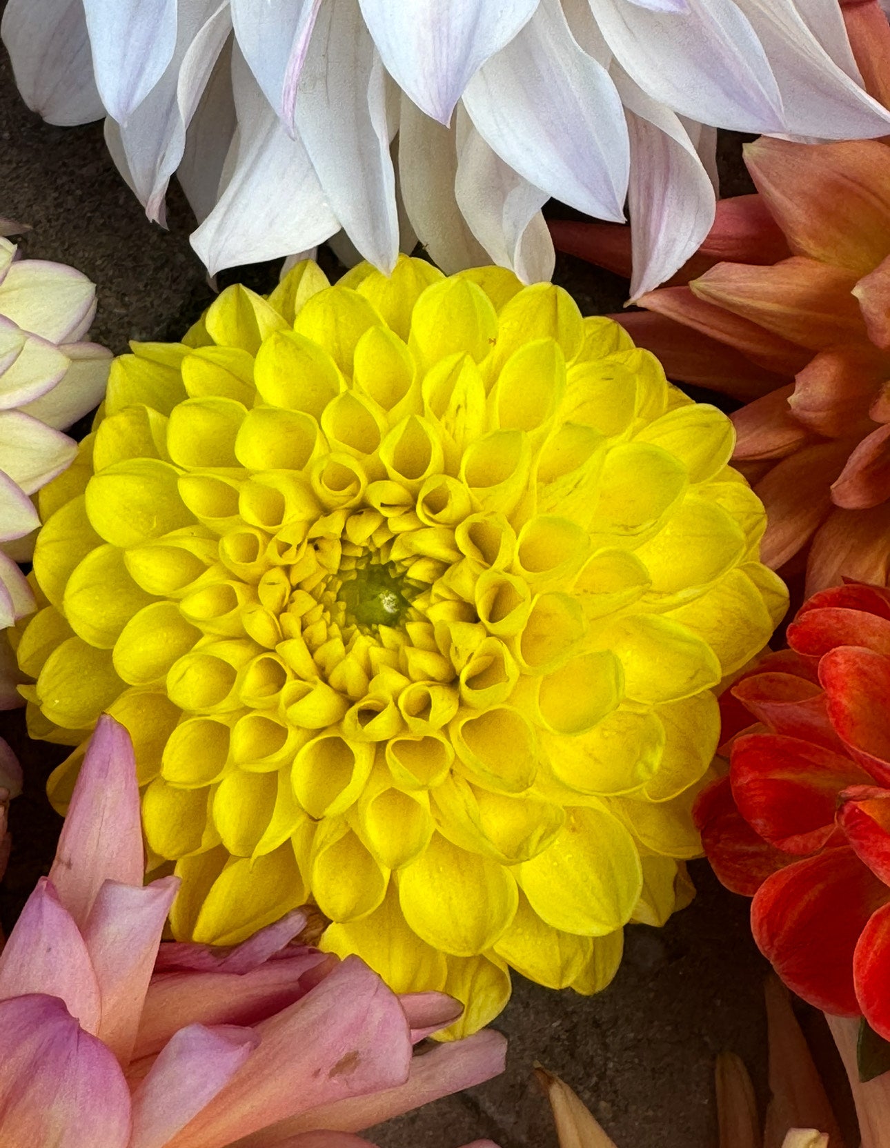 Bloomquist Peaceful (Pot Tubers)