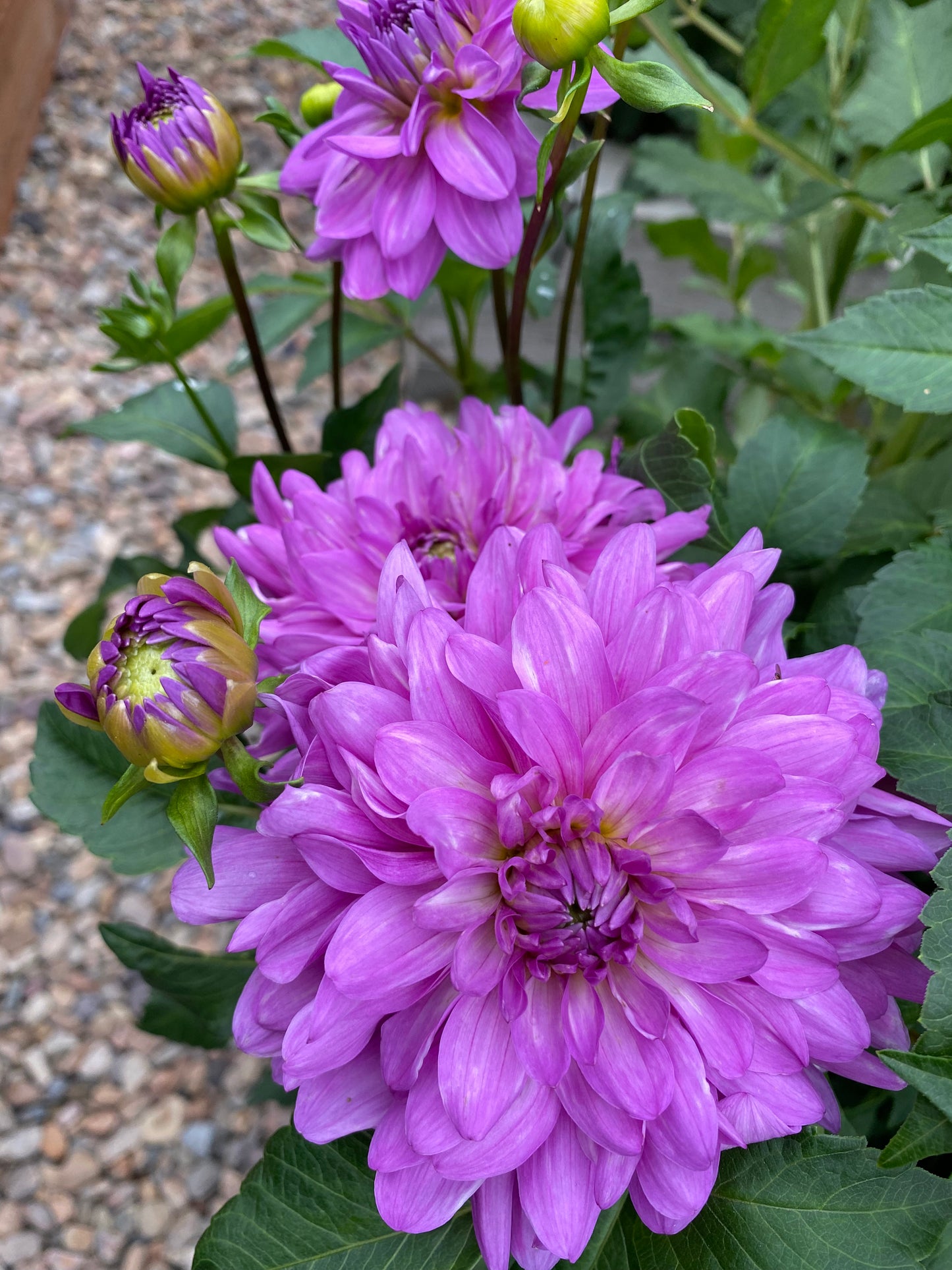 Bluetiful (Pot Tubers)