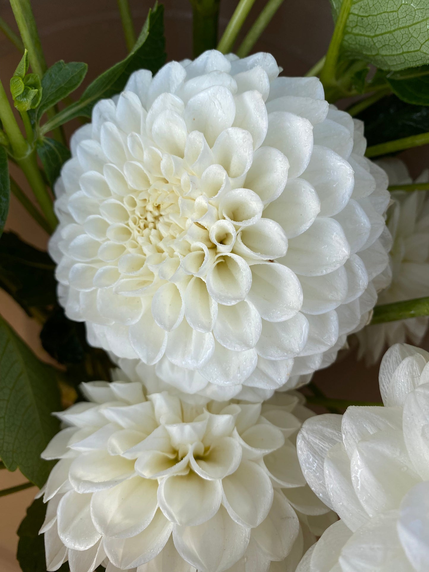 Boom Boom White (Pot Tubers)