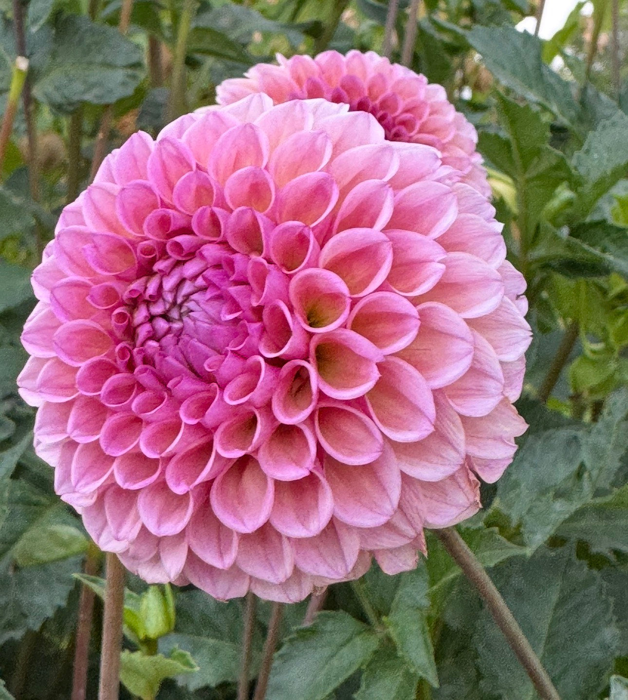 Bracken Rose (US)- (single tuber)