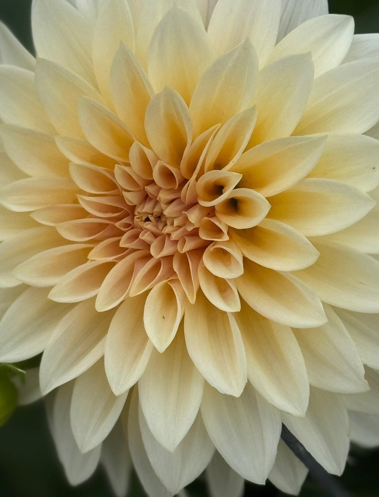 CAL Mini (single tuber) Cafe Au' Lait Mini