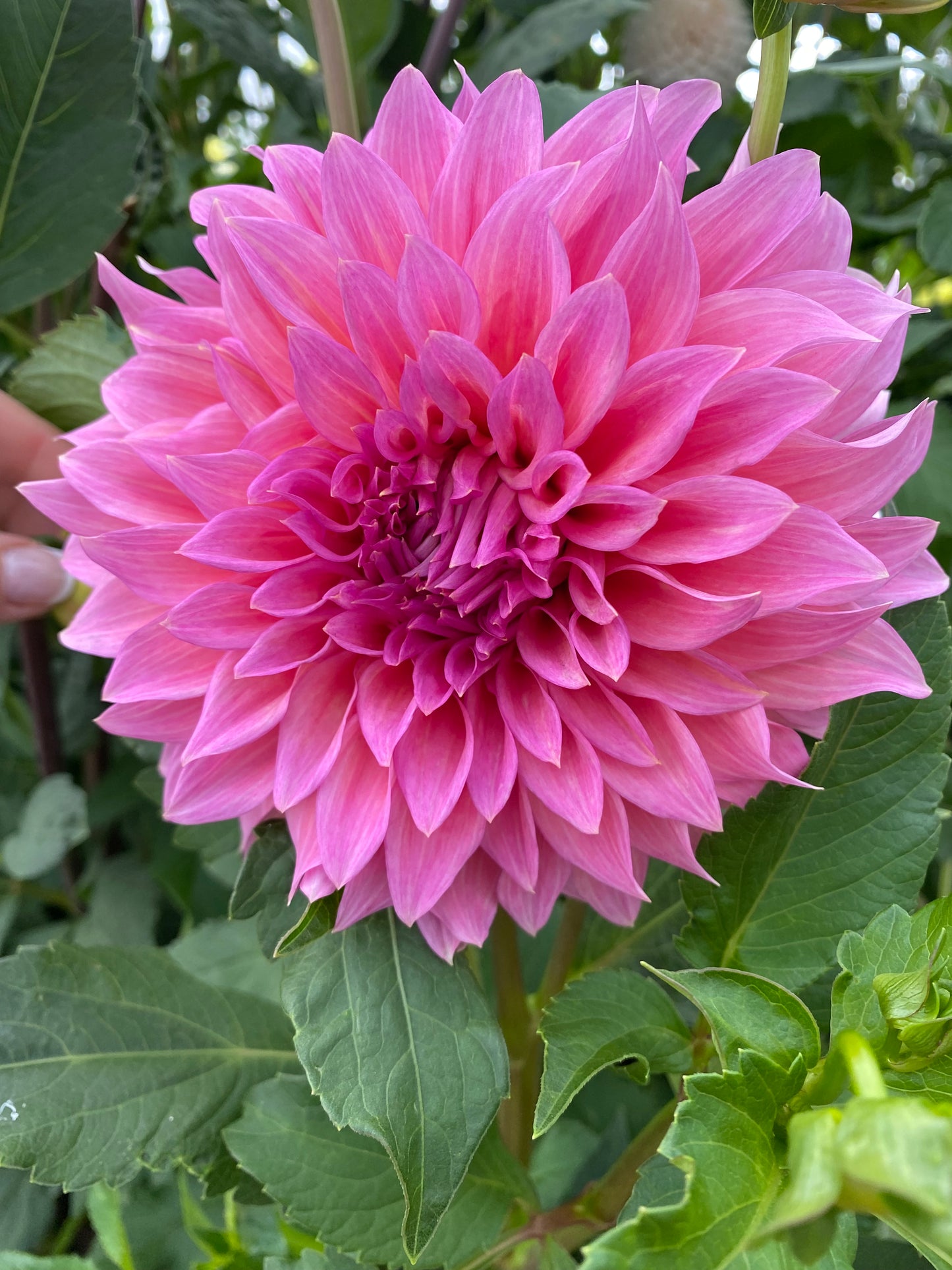 Cafe' Au Lait Rose (Pot Tubers)