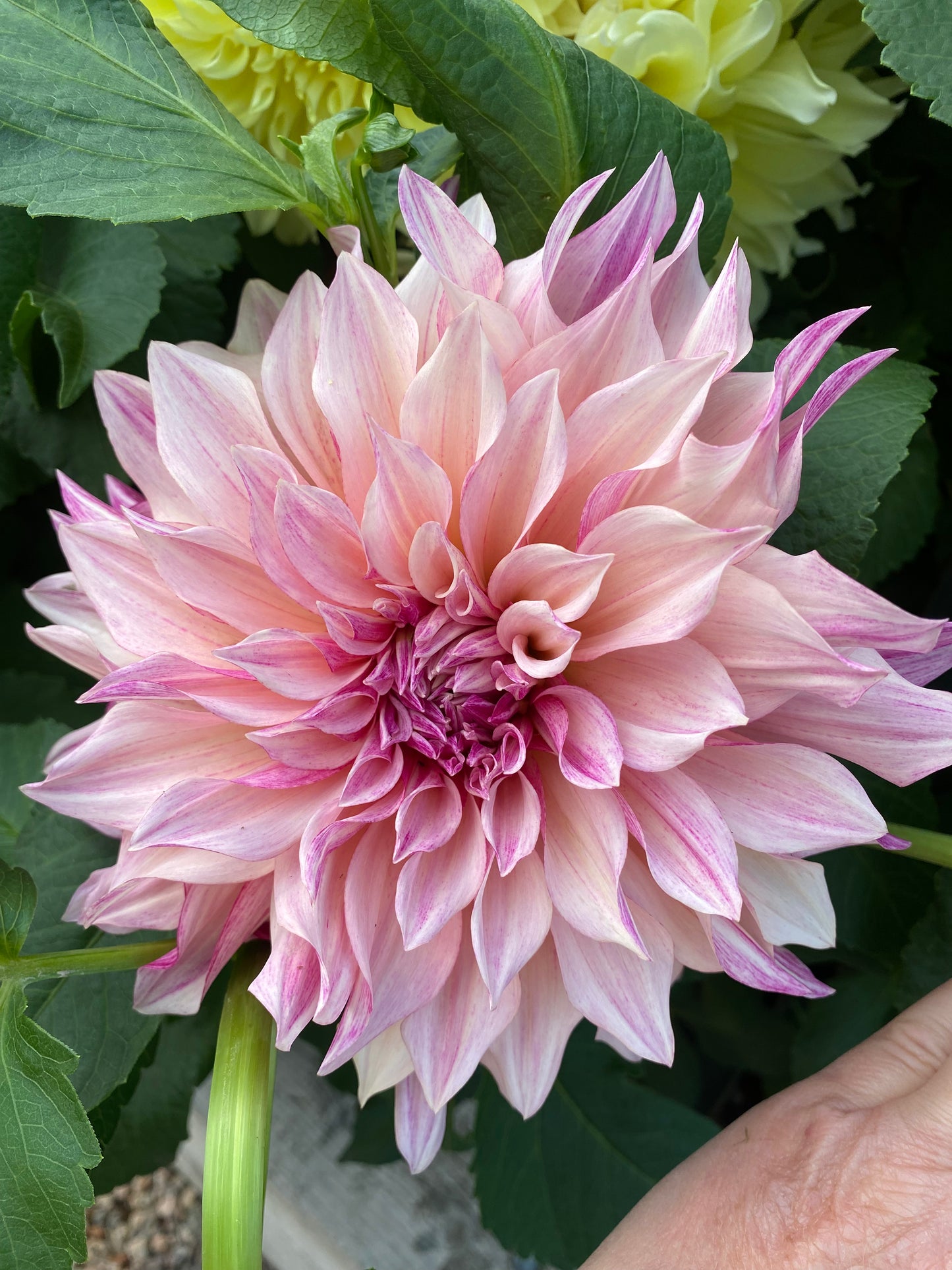 Cafe' Au Lait Royal (Pot Tubers)