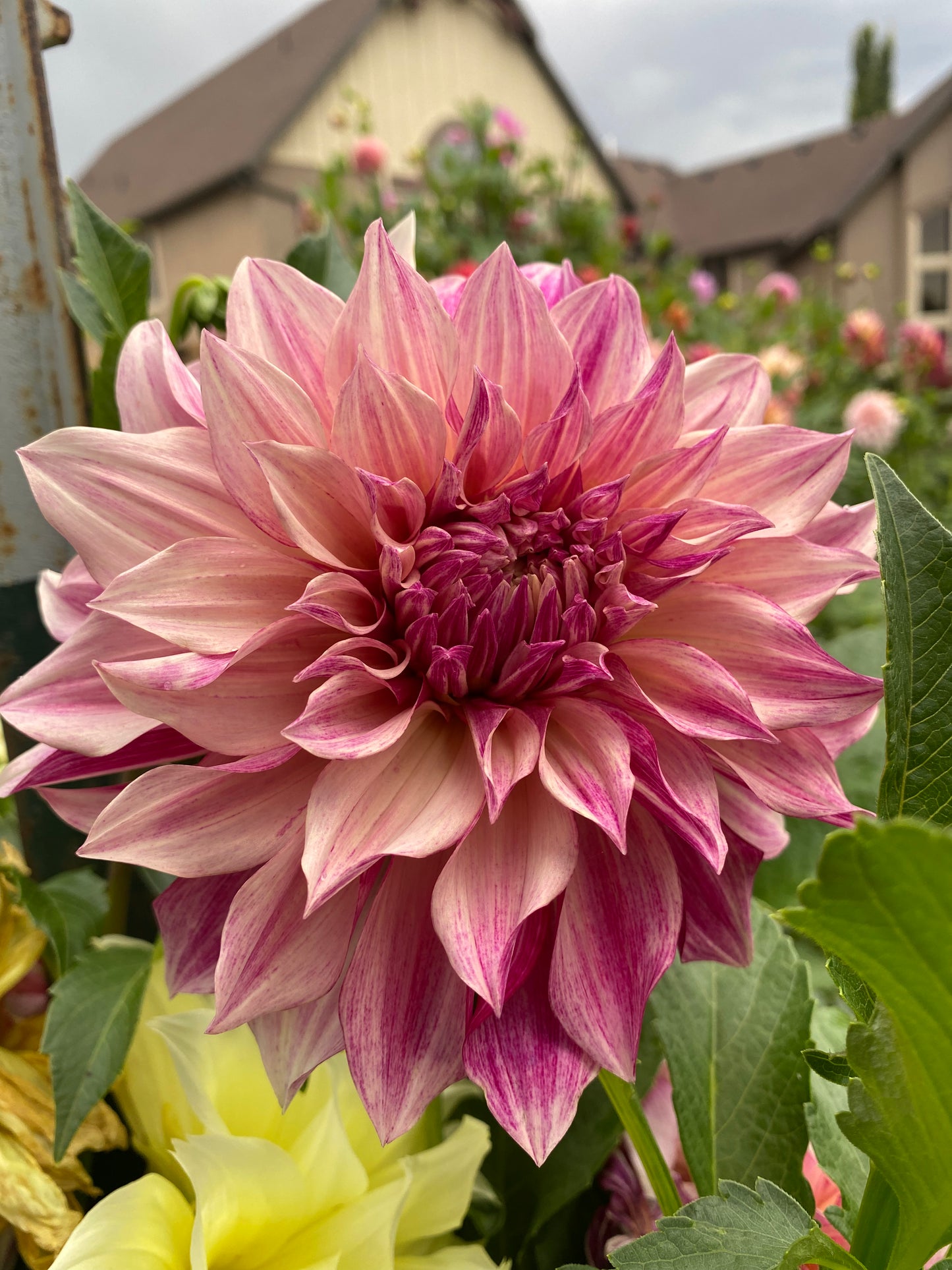Cafe' Au Lait Royal (Pot Tubers)