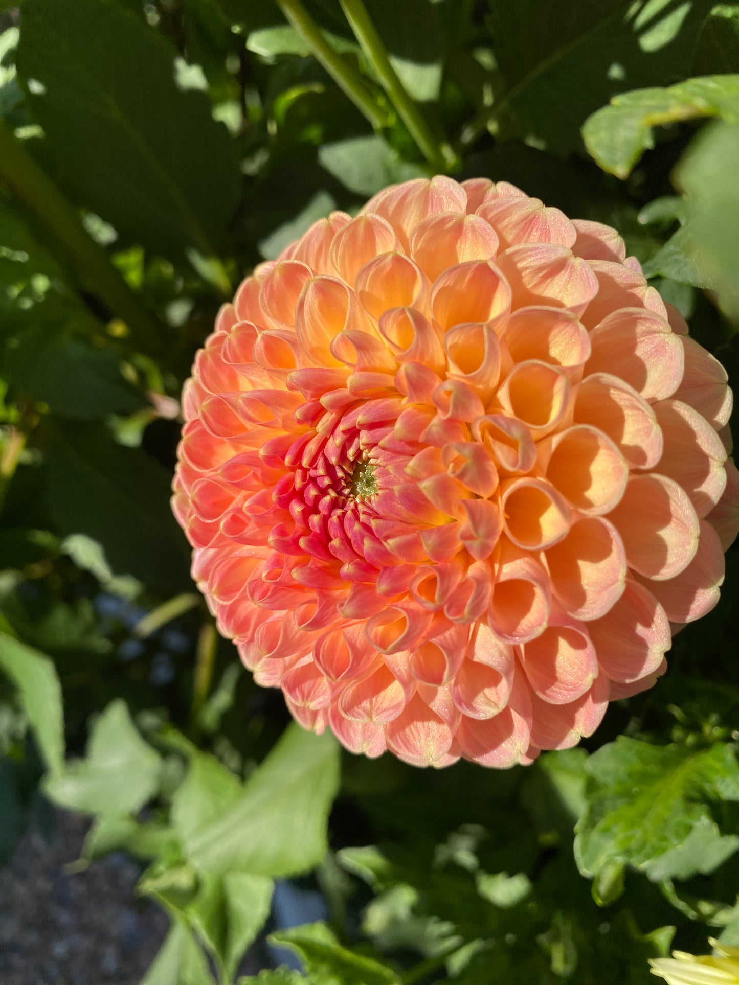 Clearview Peachy (Pot Tubers)