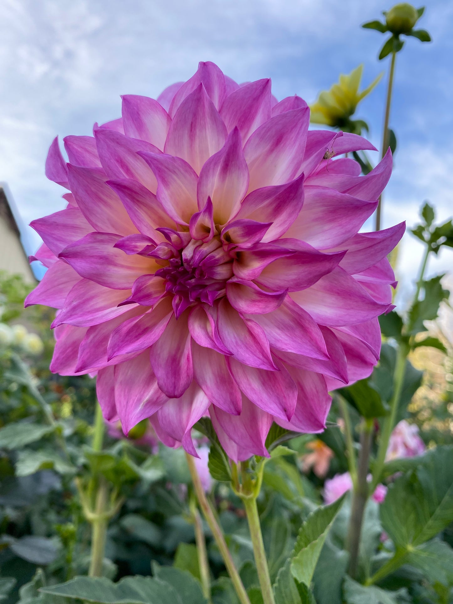 Colorado Classic (Pot Tubers)