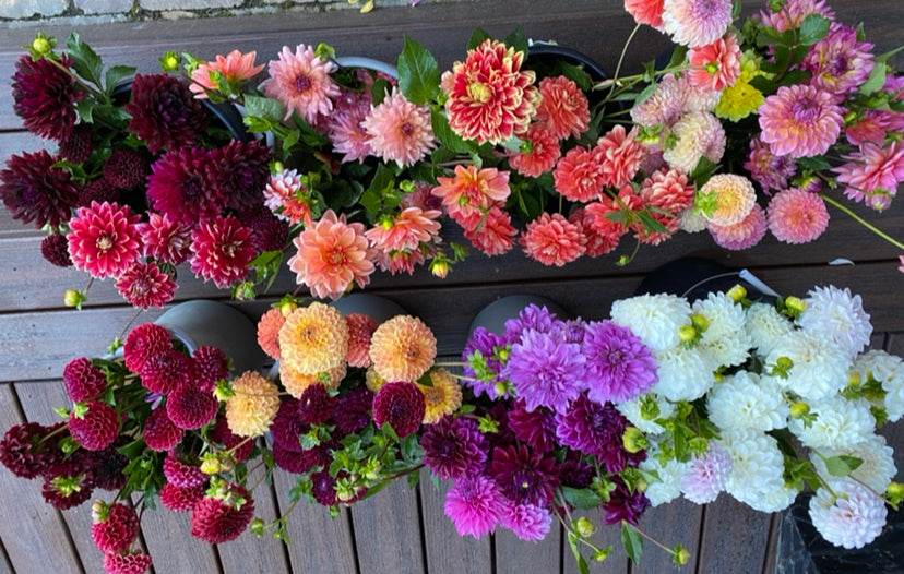 Mystery Dahlia (Pot Tubers)