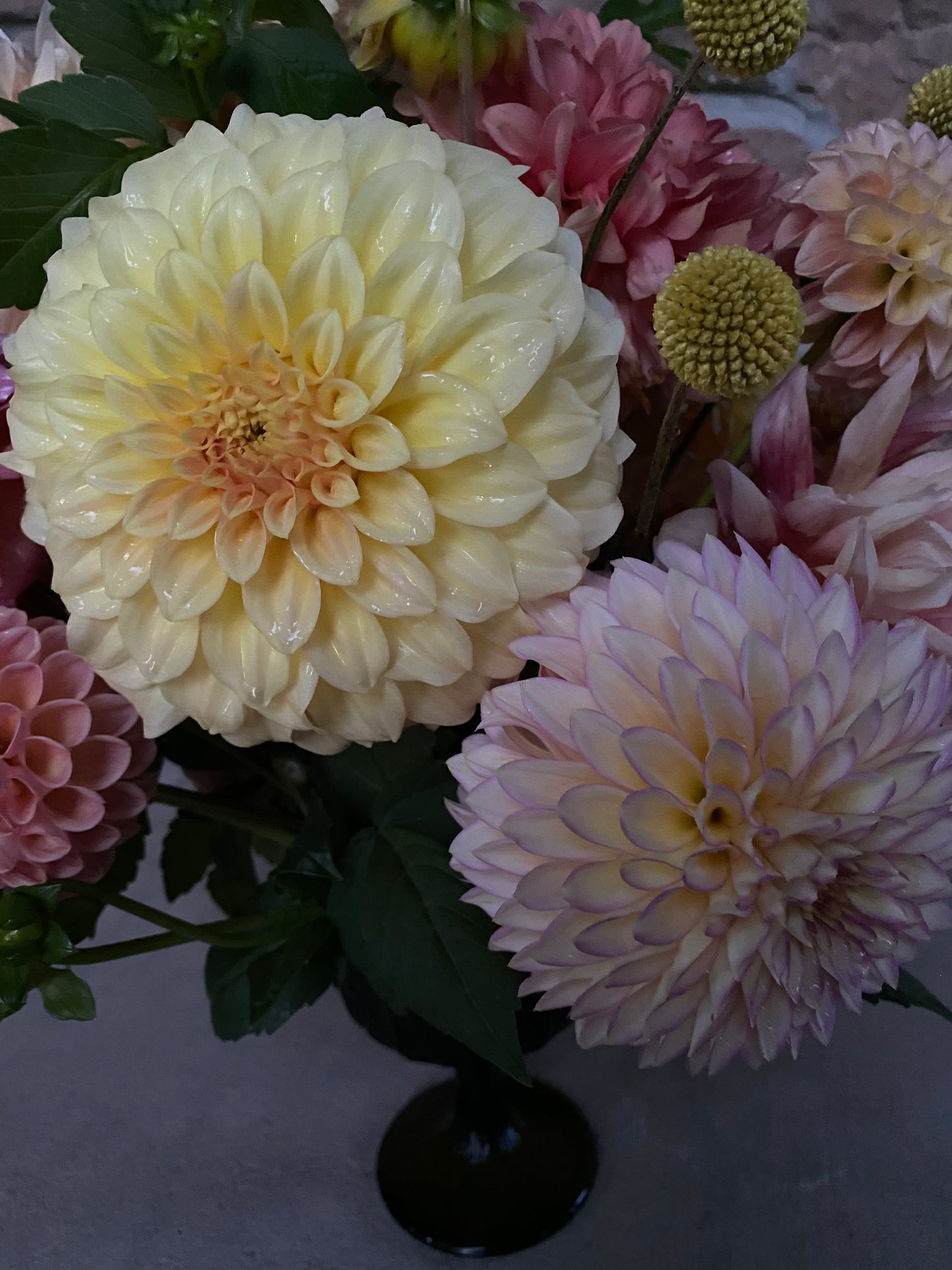 Bloomquist Blush (Pot Tubers)