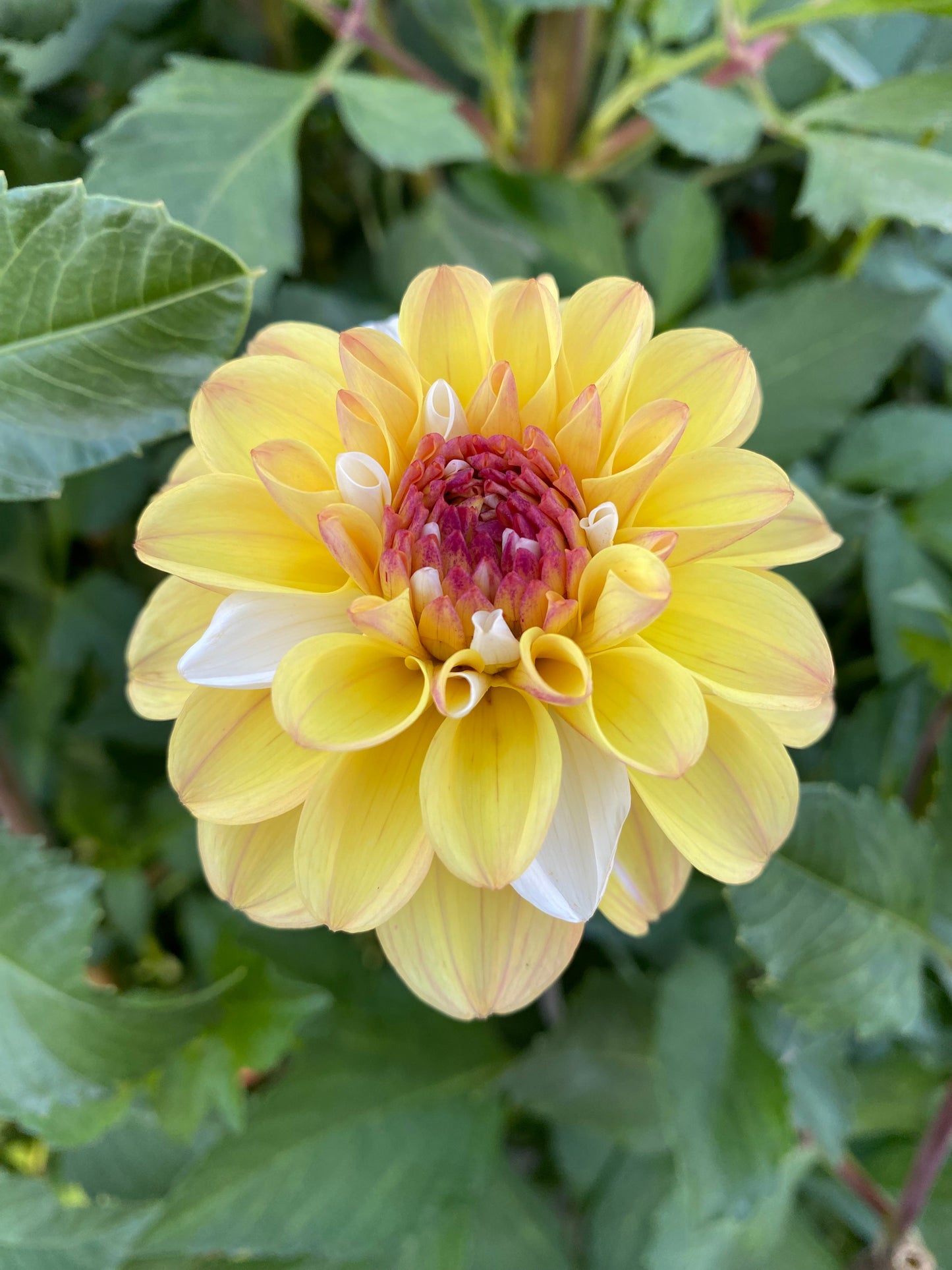 Double Jill (Pot Tubers)