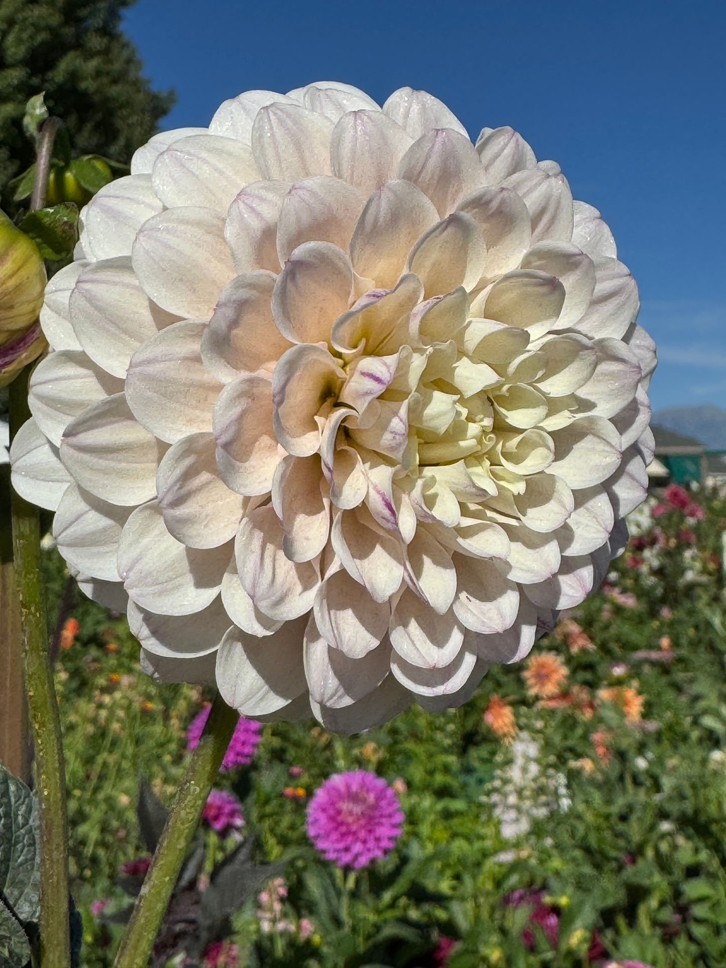 Mingus Diane (Pot Tubers)