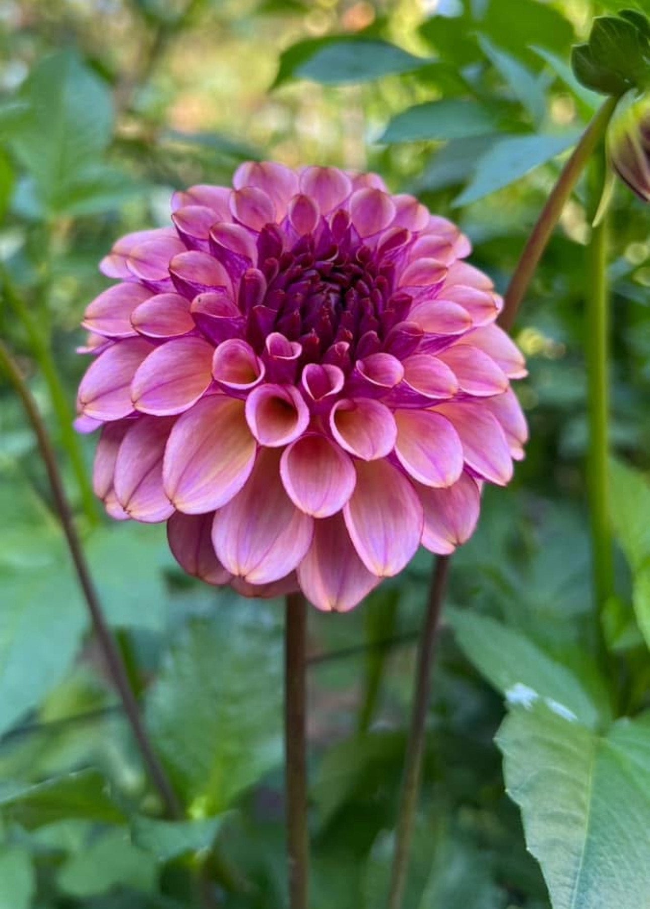 Ferncliff Thunder (Pot Tubers)