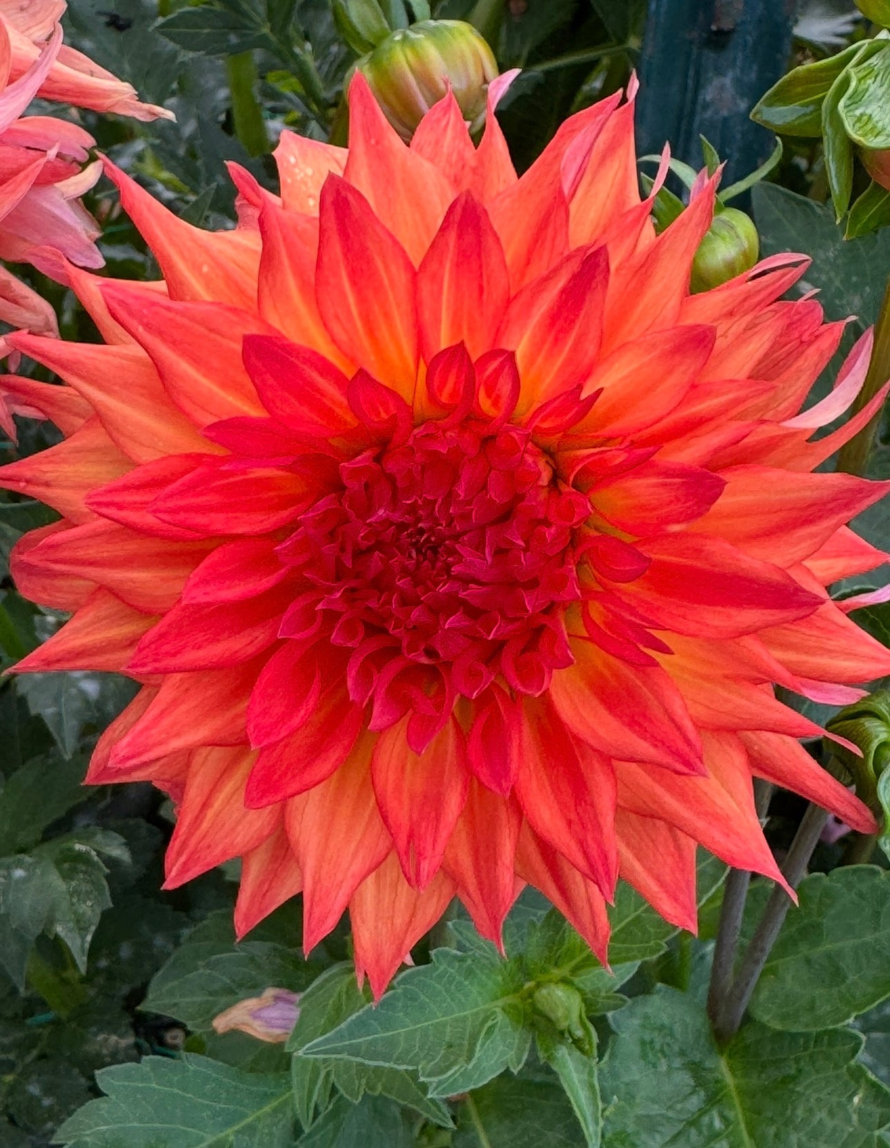Dr. John E. Kaiser (Mingus variety) (pot tubers)