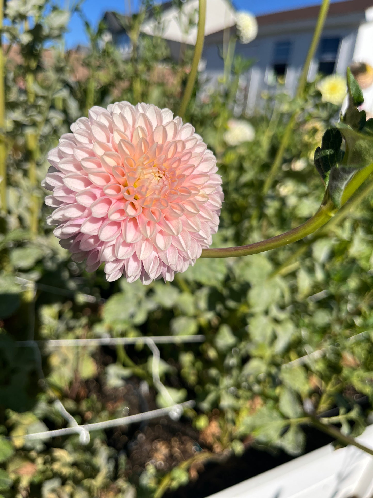 Hollyhill Pollyanna- (single tuber)