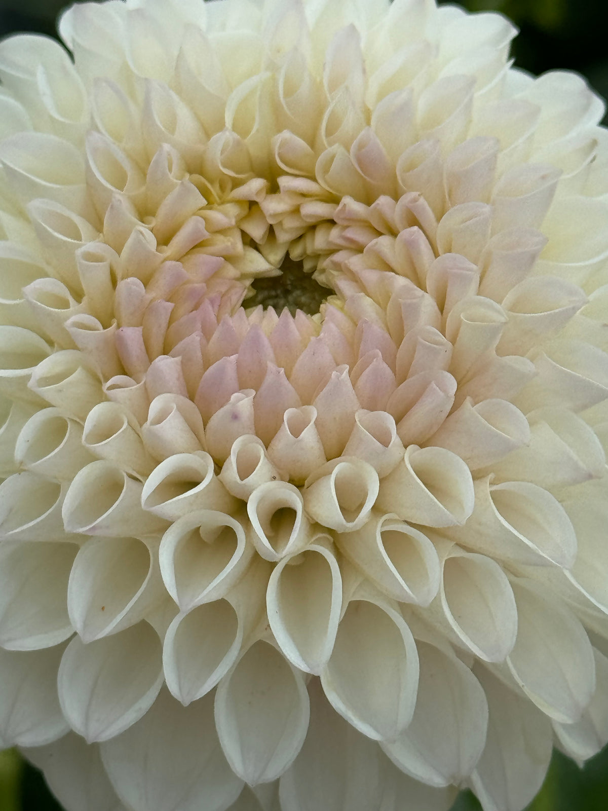 Pink Pearl