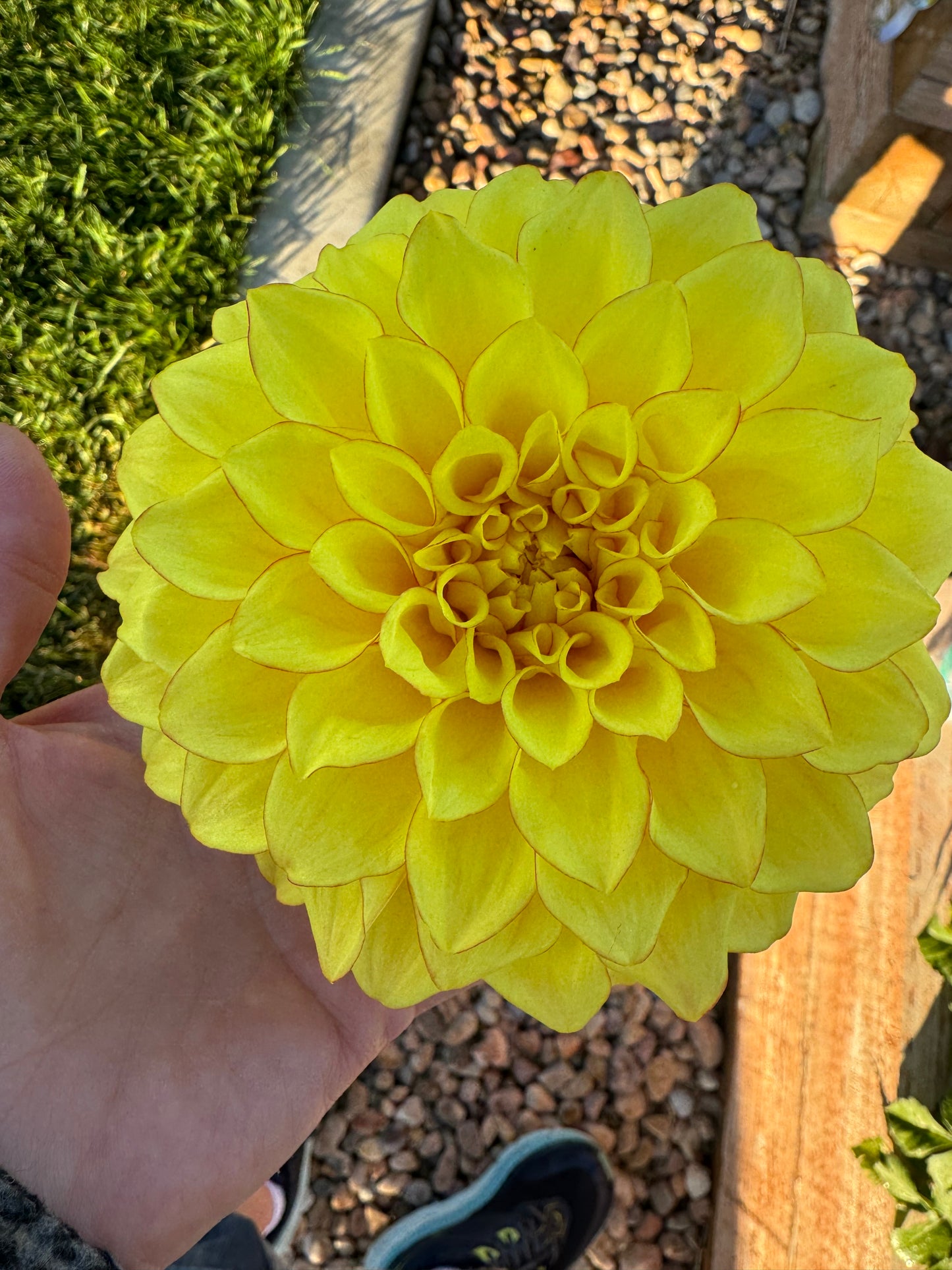 Bloomquist Globe- (pot Tuber clump)