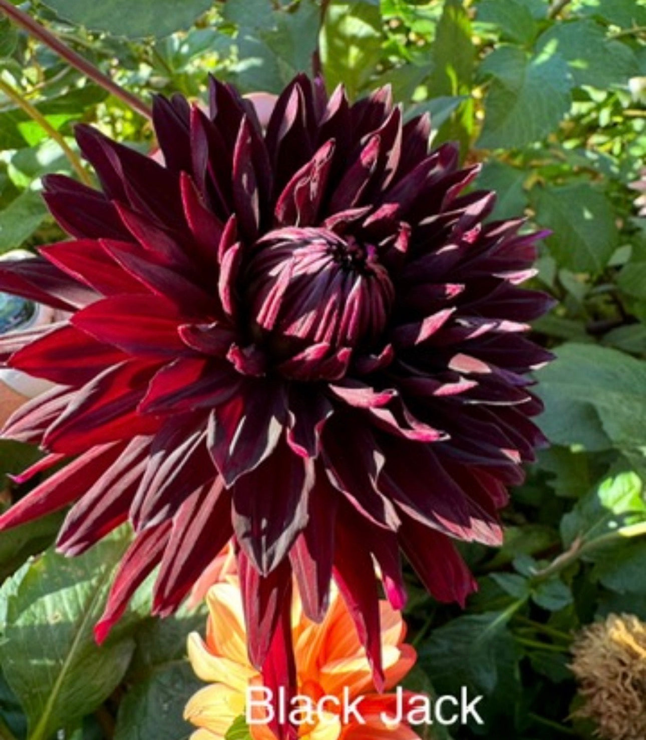 Black Jack (Pot Tubers)