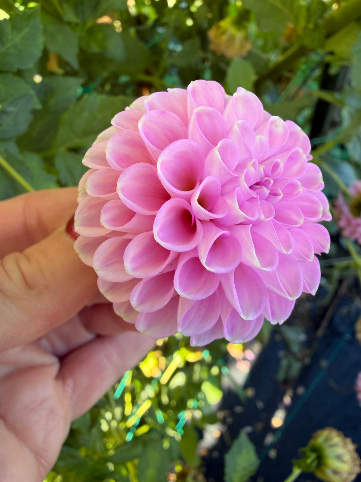 NOID Lavender Pom Pon