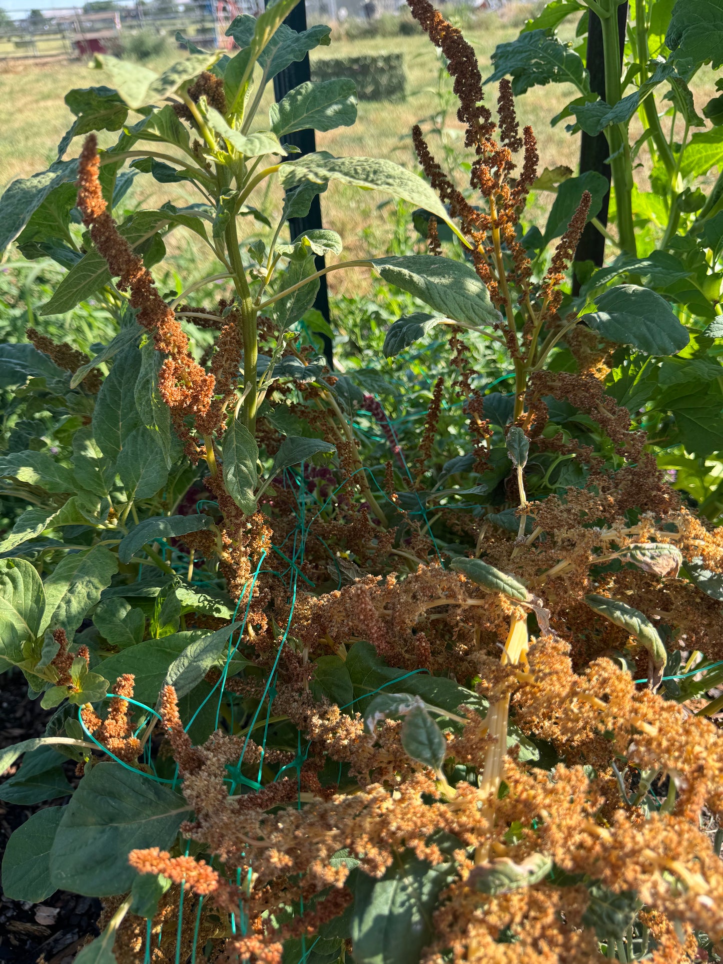 Amaranth- Hot Biscuits