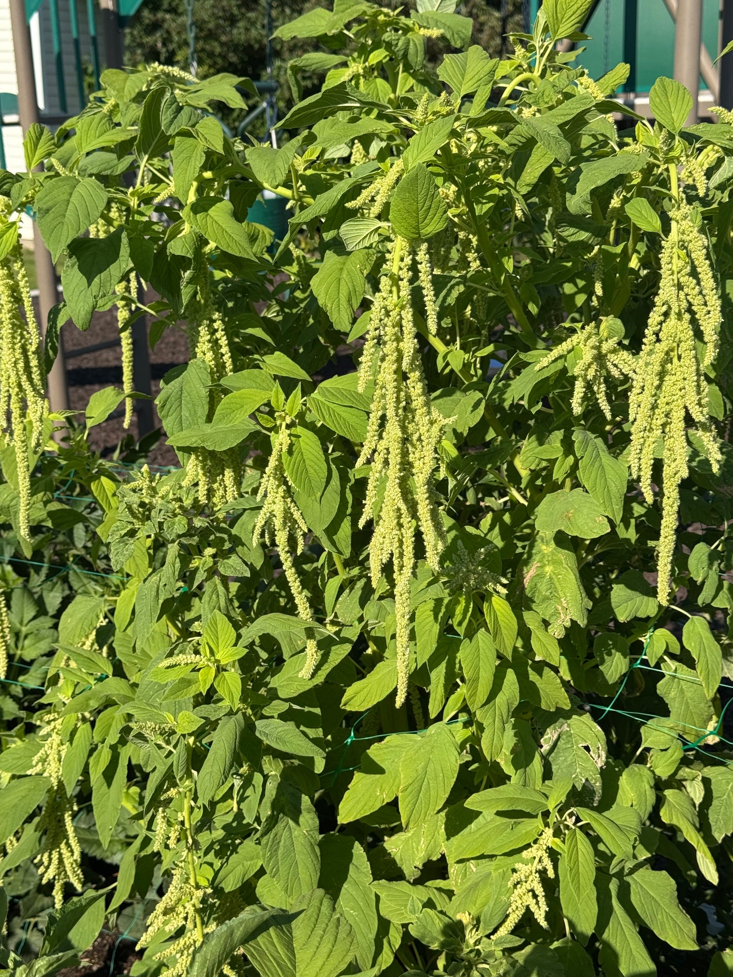 Amaranth Green Tassels Seed