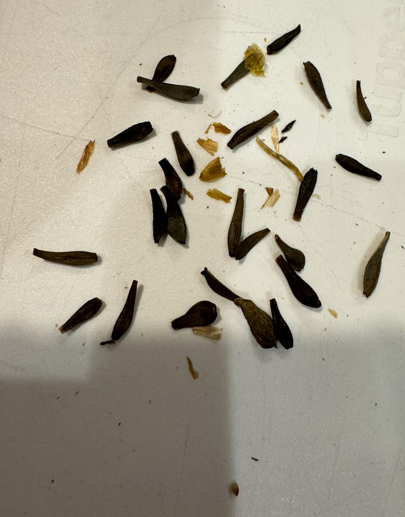 Mixed Dahlia Seed Packets