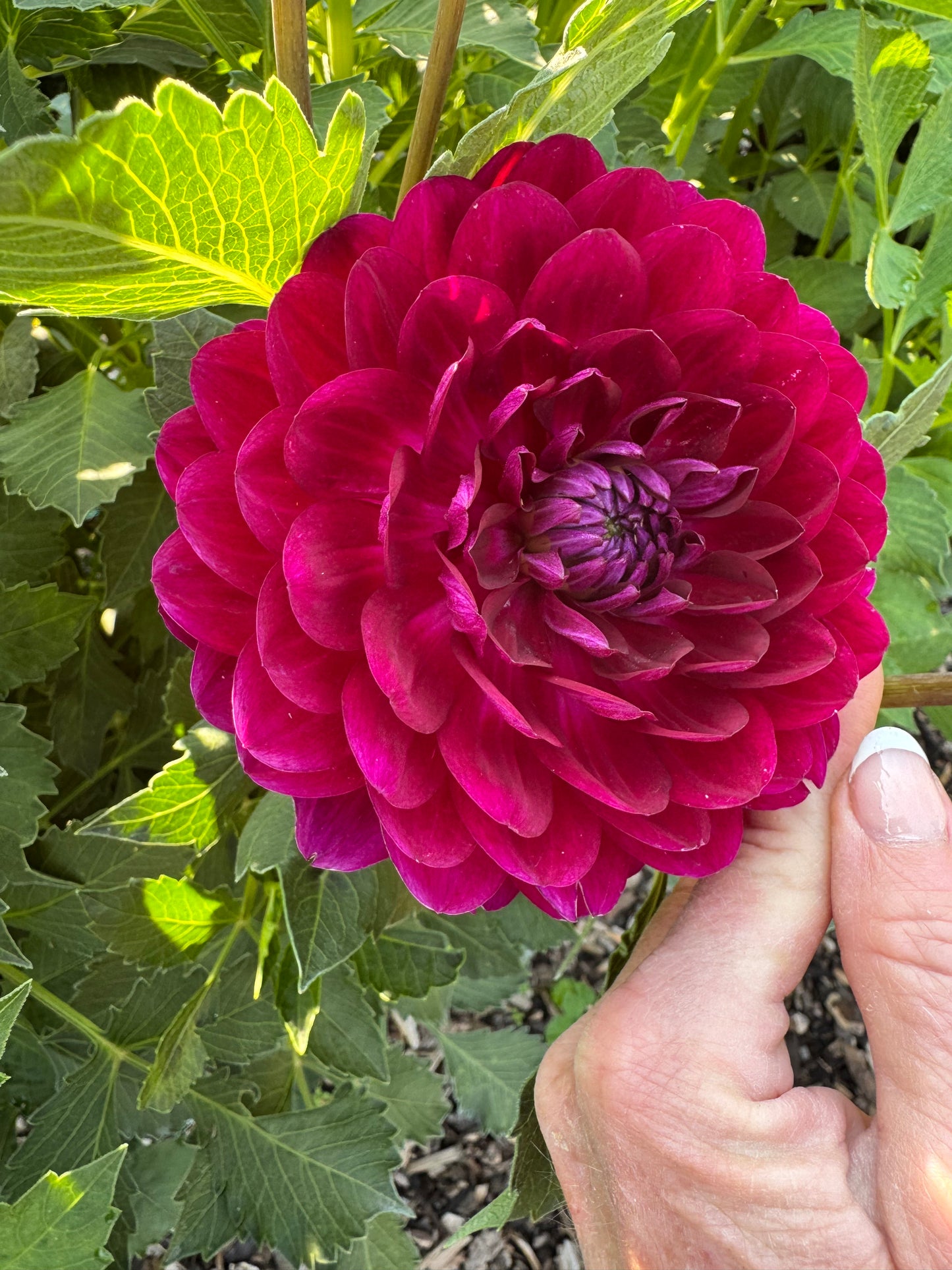 Sandia Bertha (Pot Tubers- small)