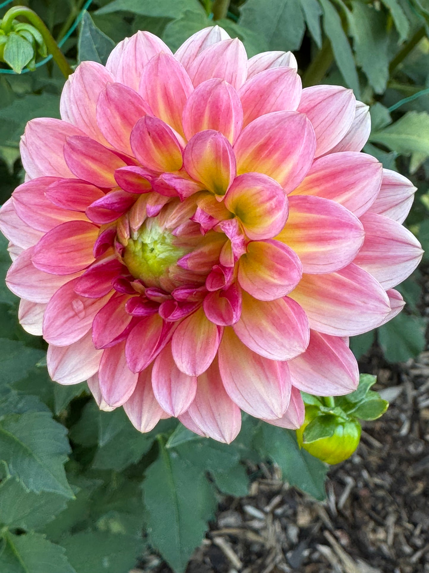 Sebastian (Pot Tubers- small)