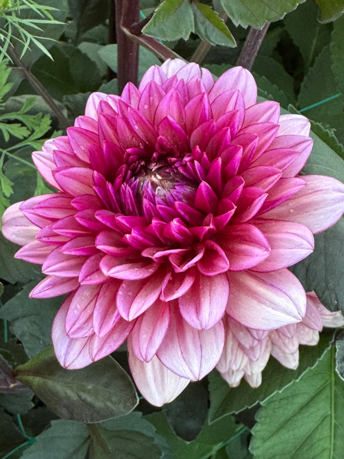 Molly Raven (Pot Tubers)