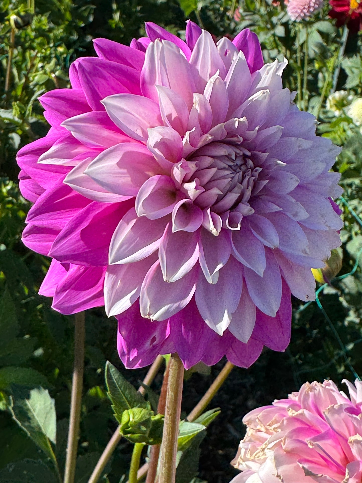 WB's Misbehavin (Pot Tubers)