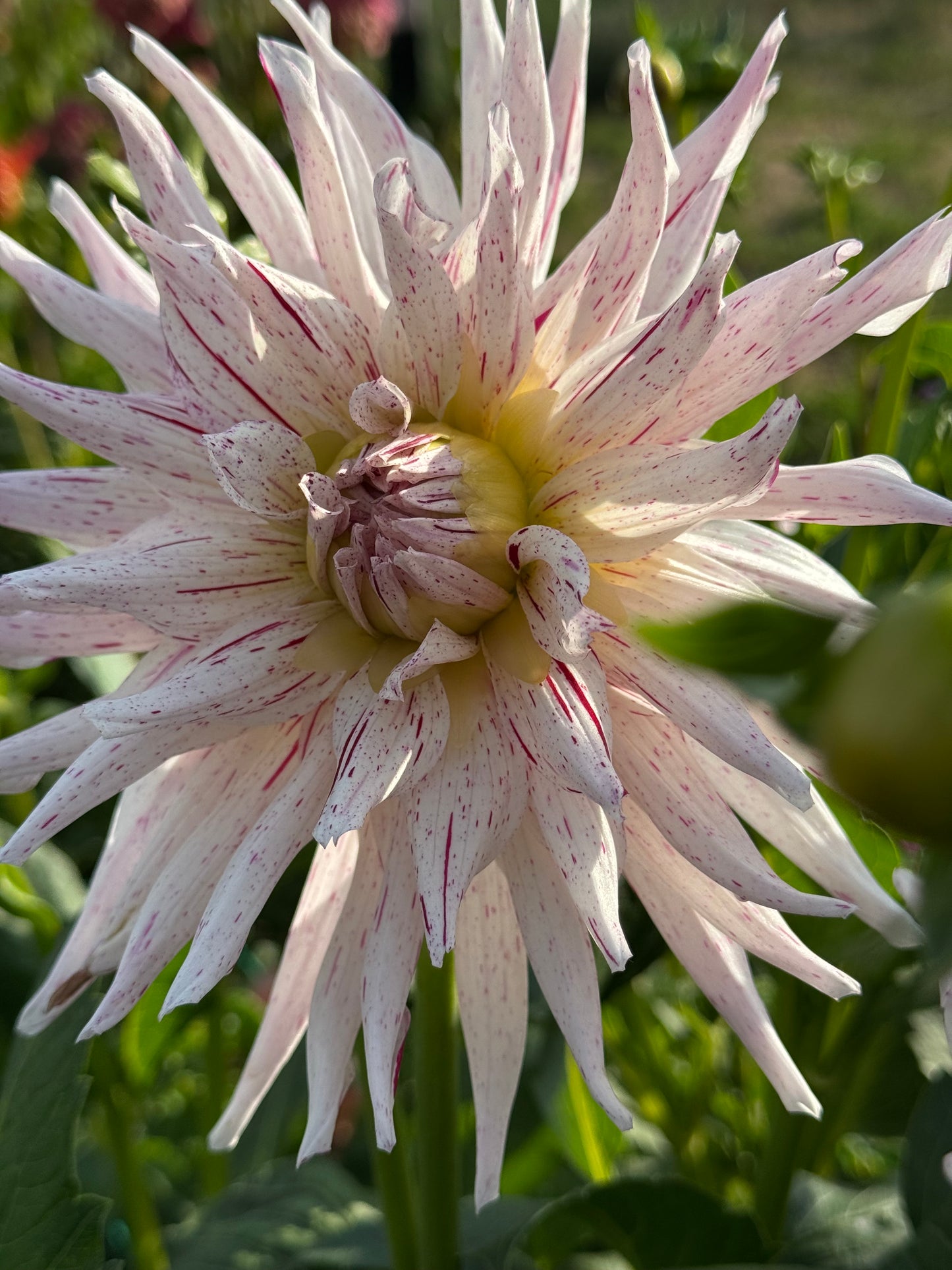 Mingus Christopher (Pot Tubers)