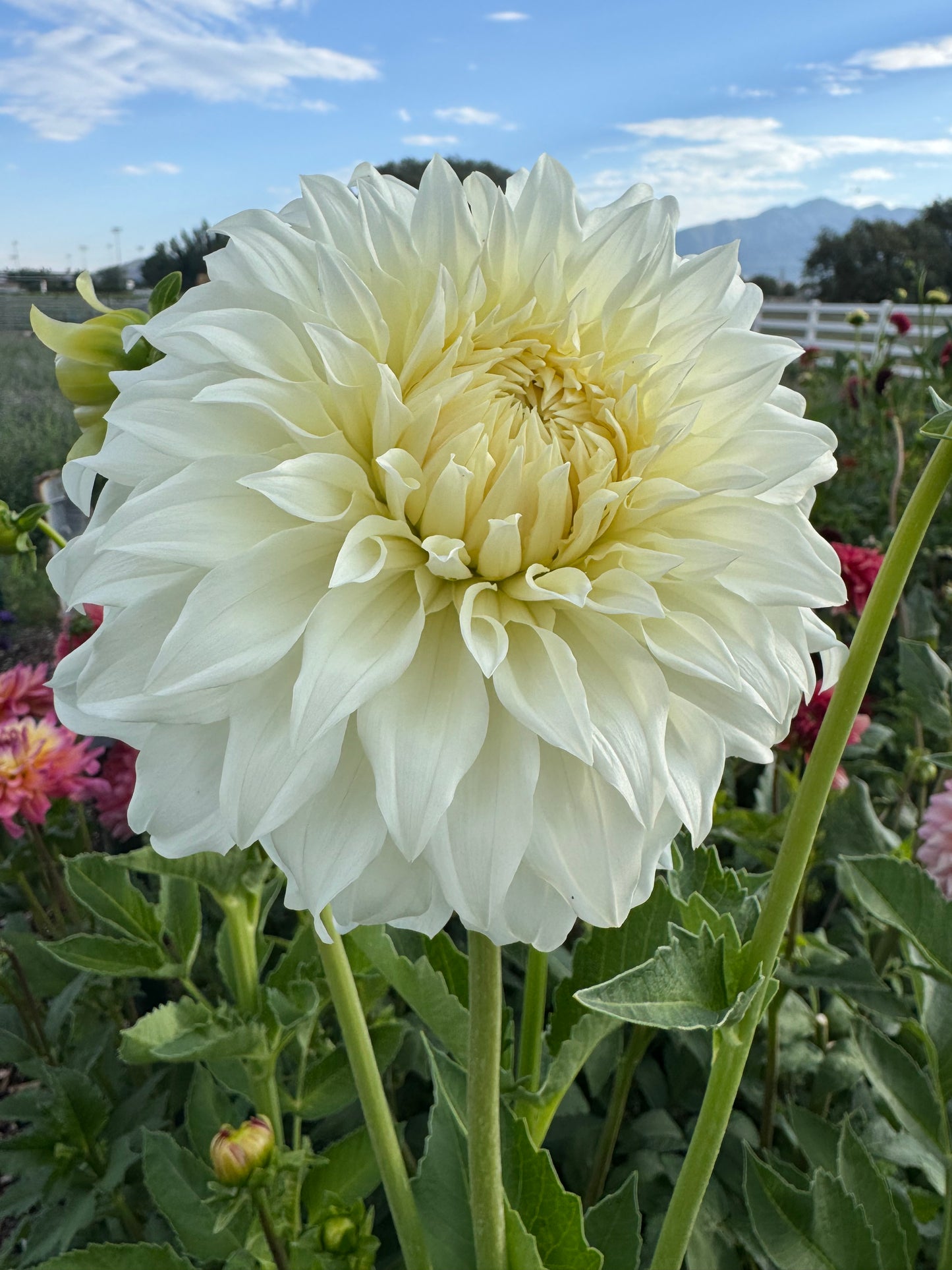 Bloomquist Sam (Pot Tubers)