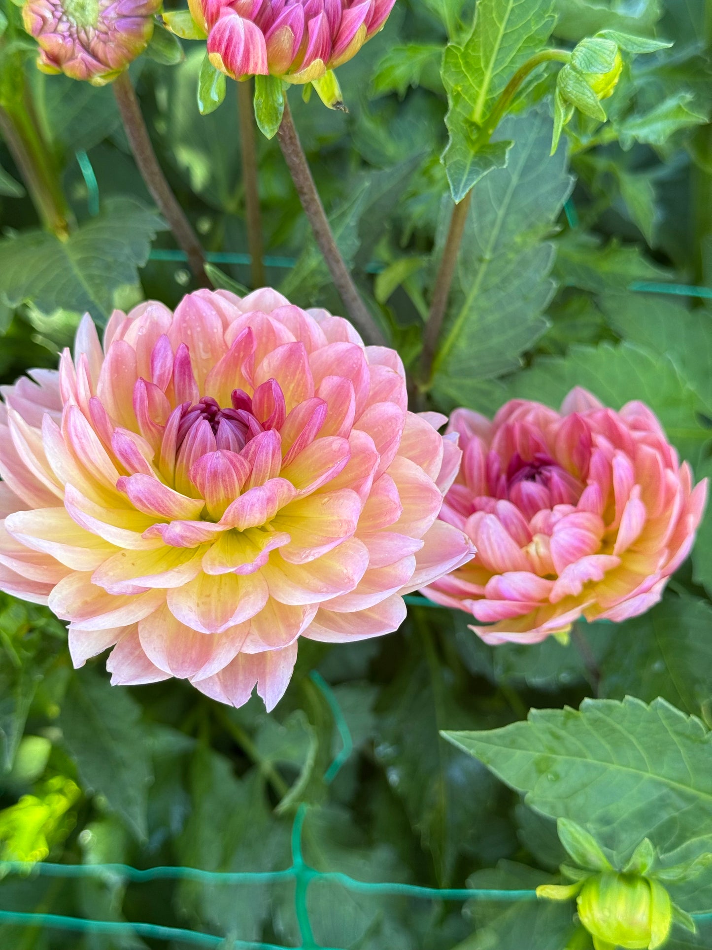 Sandia Bliss (Pot Tubers- small)