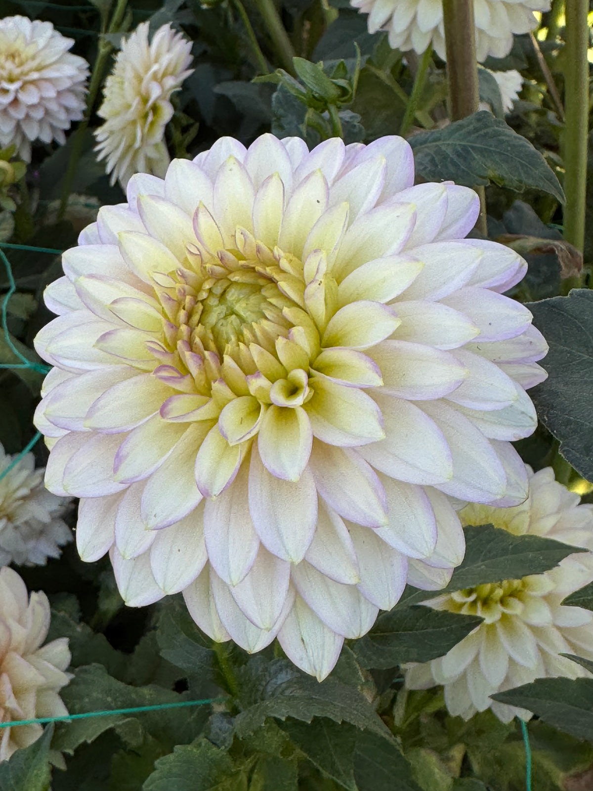Bloomquist Blush