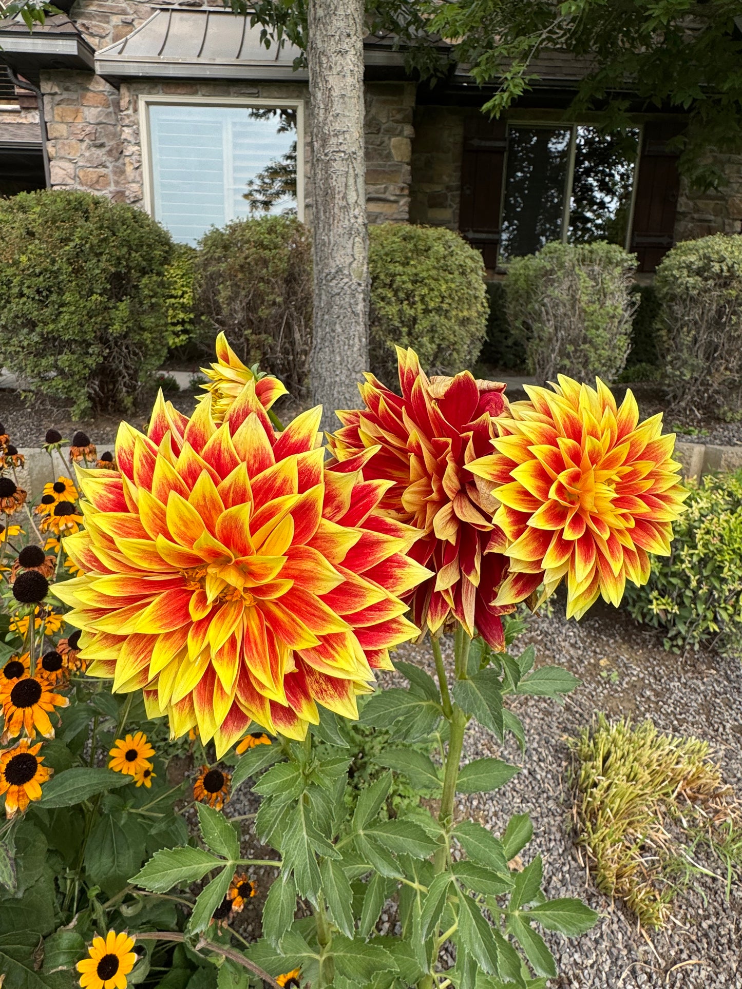 Ketchup and Mustard (Pot Tubers)