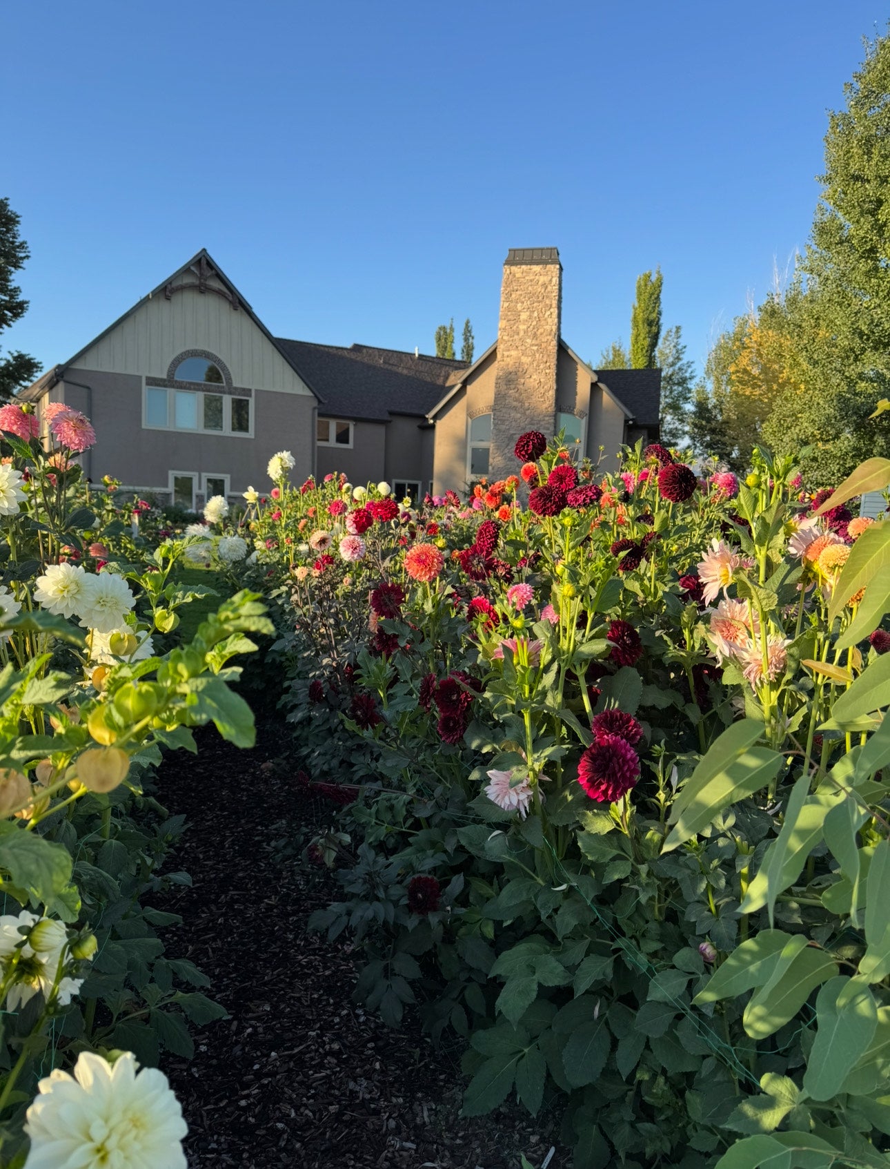 Penhill Dark Monarch (Pot Tubers)