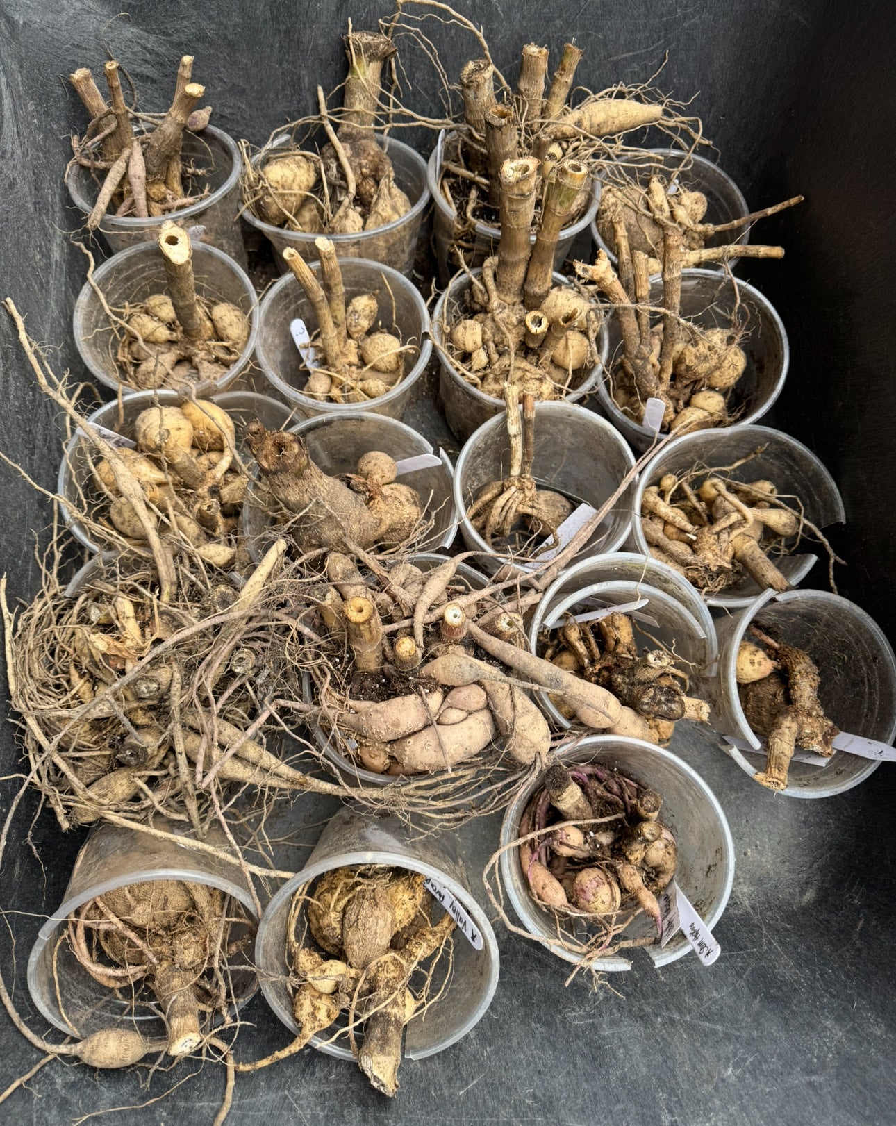 Bloomquist Essence (Pot Tubers)