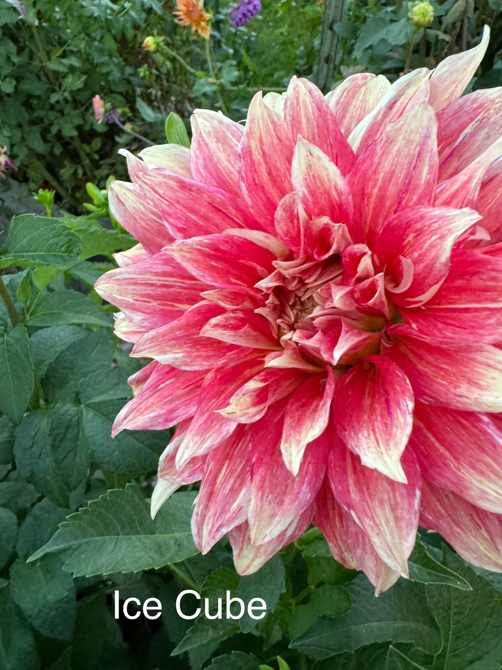 Ice Cube Cutting – Bailey’s Blooms