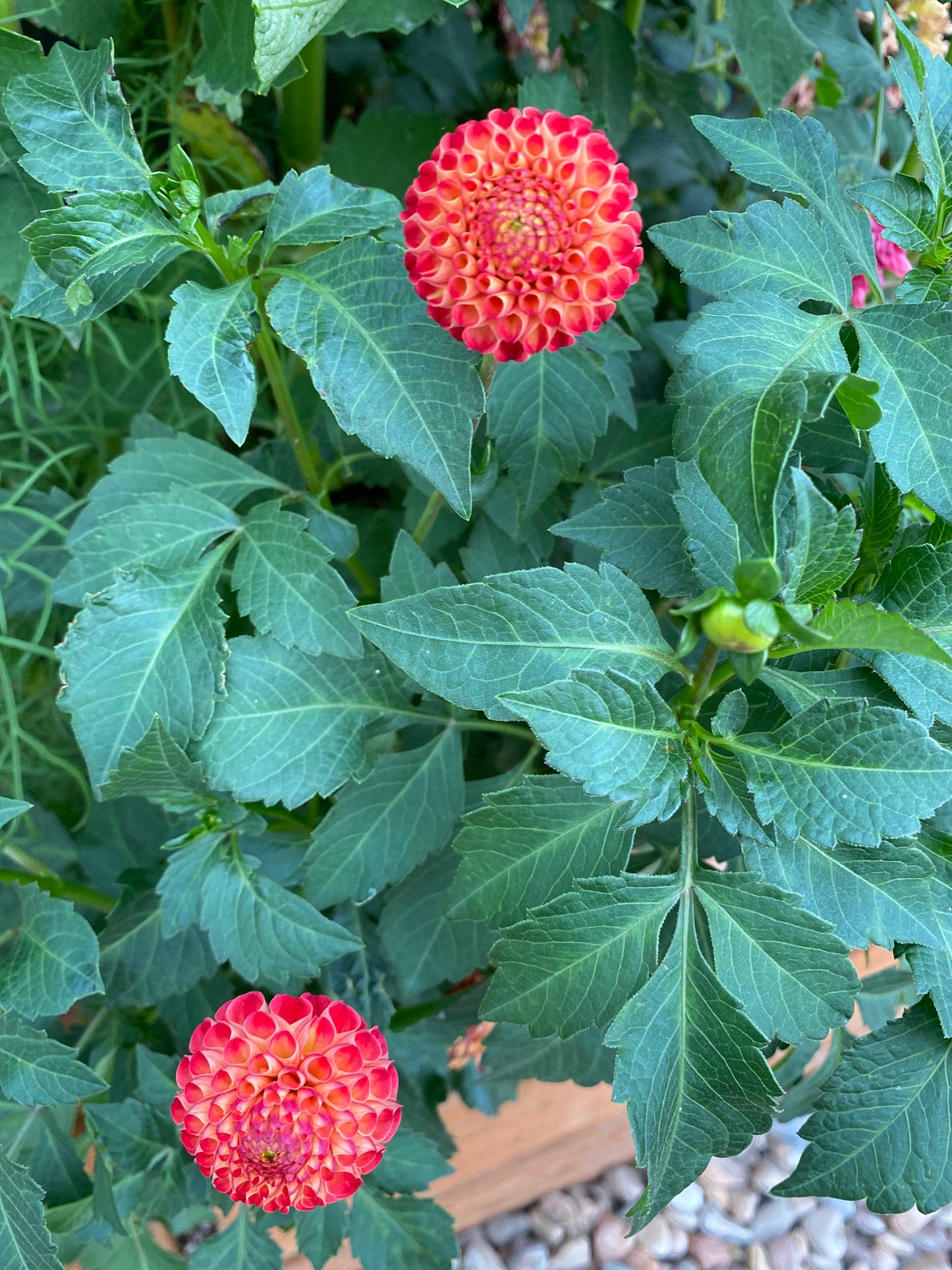 Irish Glow (Pot Tubers)