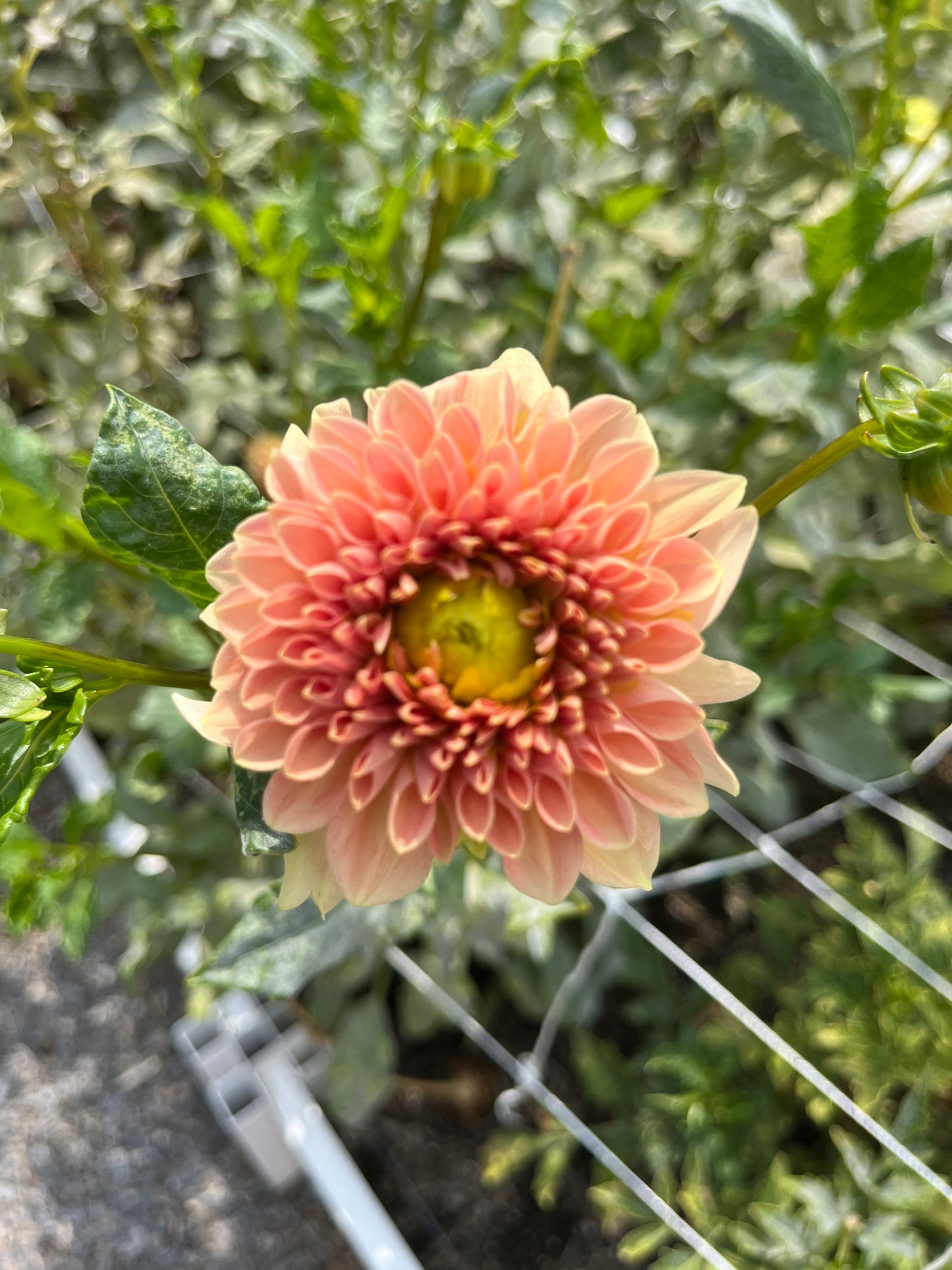 Jacs Allemande-(single tuber)