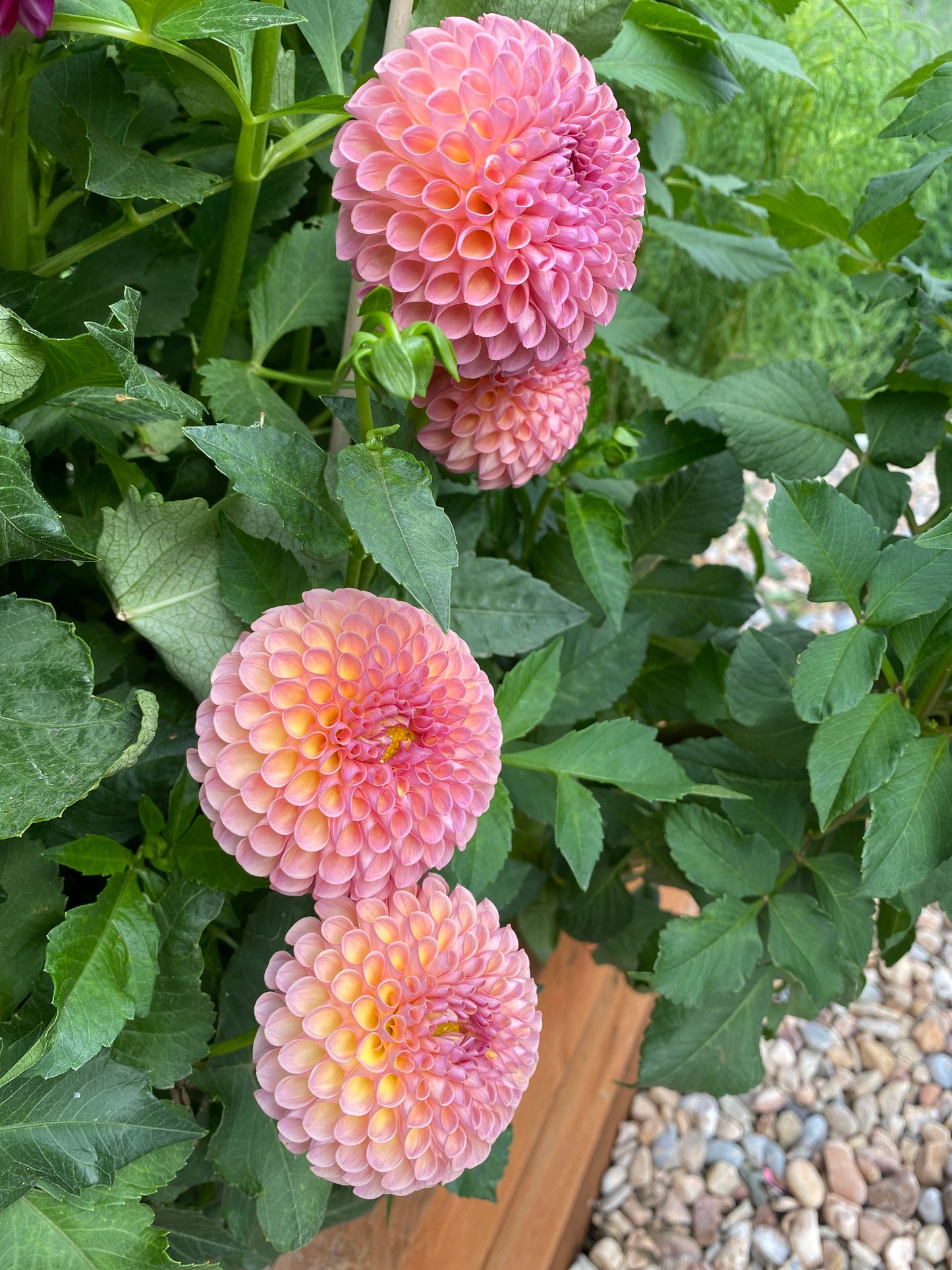 Jowey Winnie (Pot Tubers)